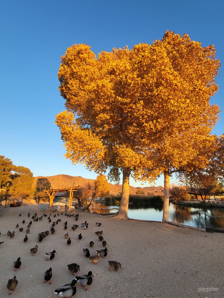  Our majestic cottonwood turns a beautiful golden color in the Autumn before shedding its leaves mid-winter 