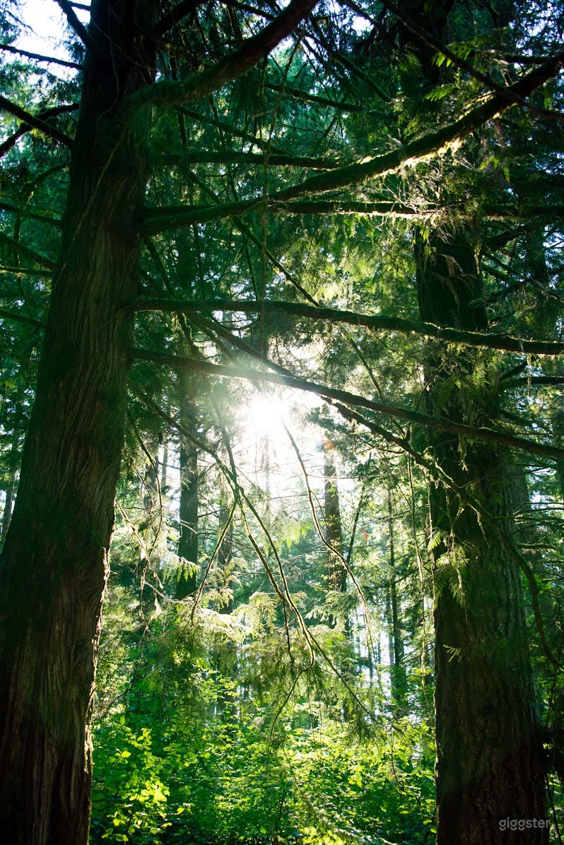 Forested grove of Cedar trees and pond