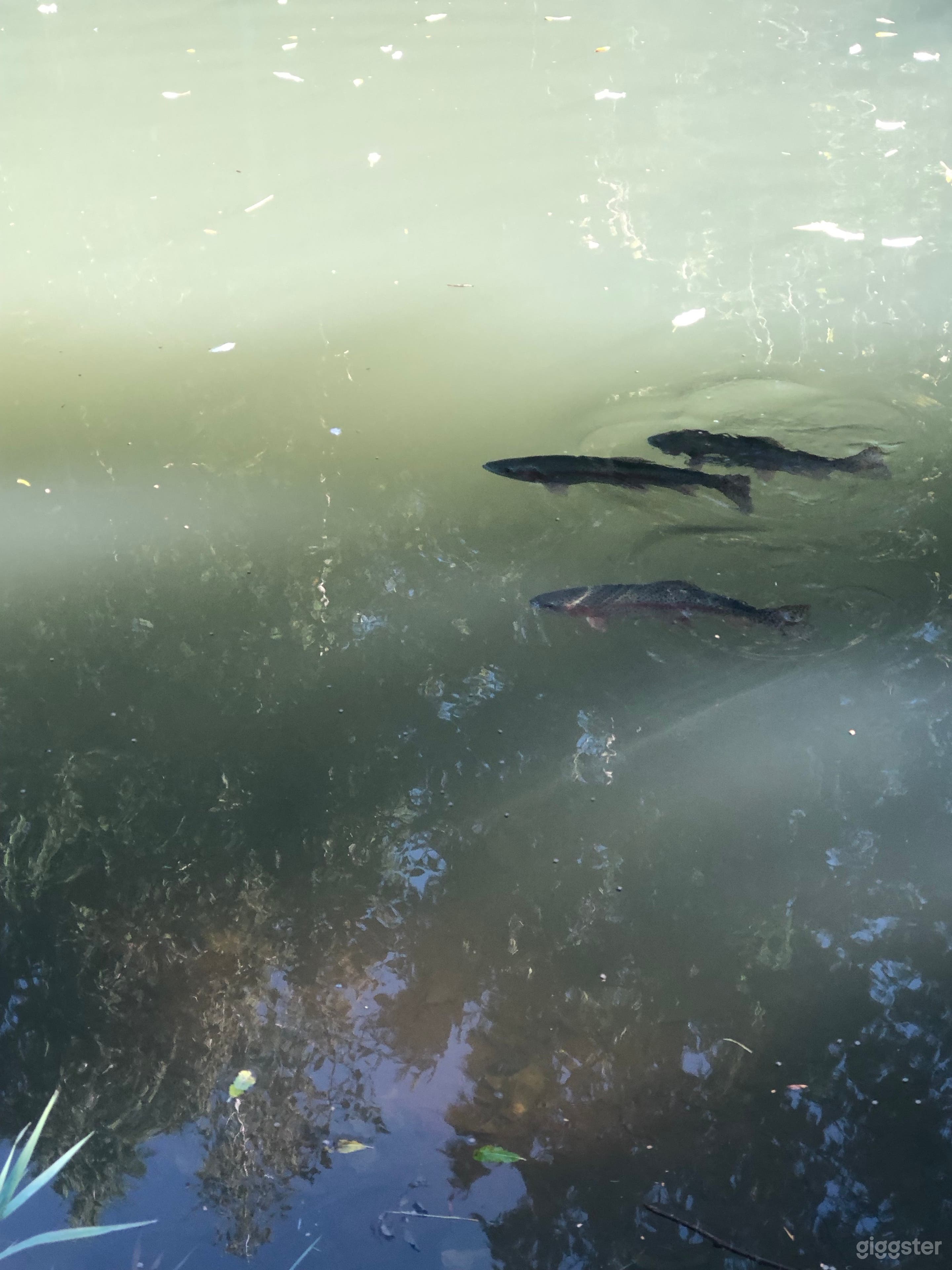 Rainbow trout in the pond.