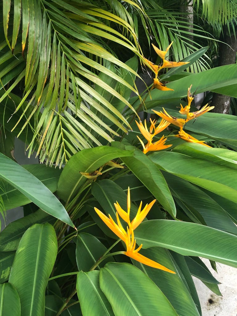  Lush tropical landscape 