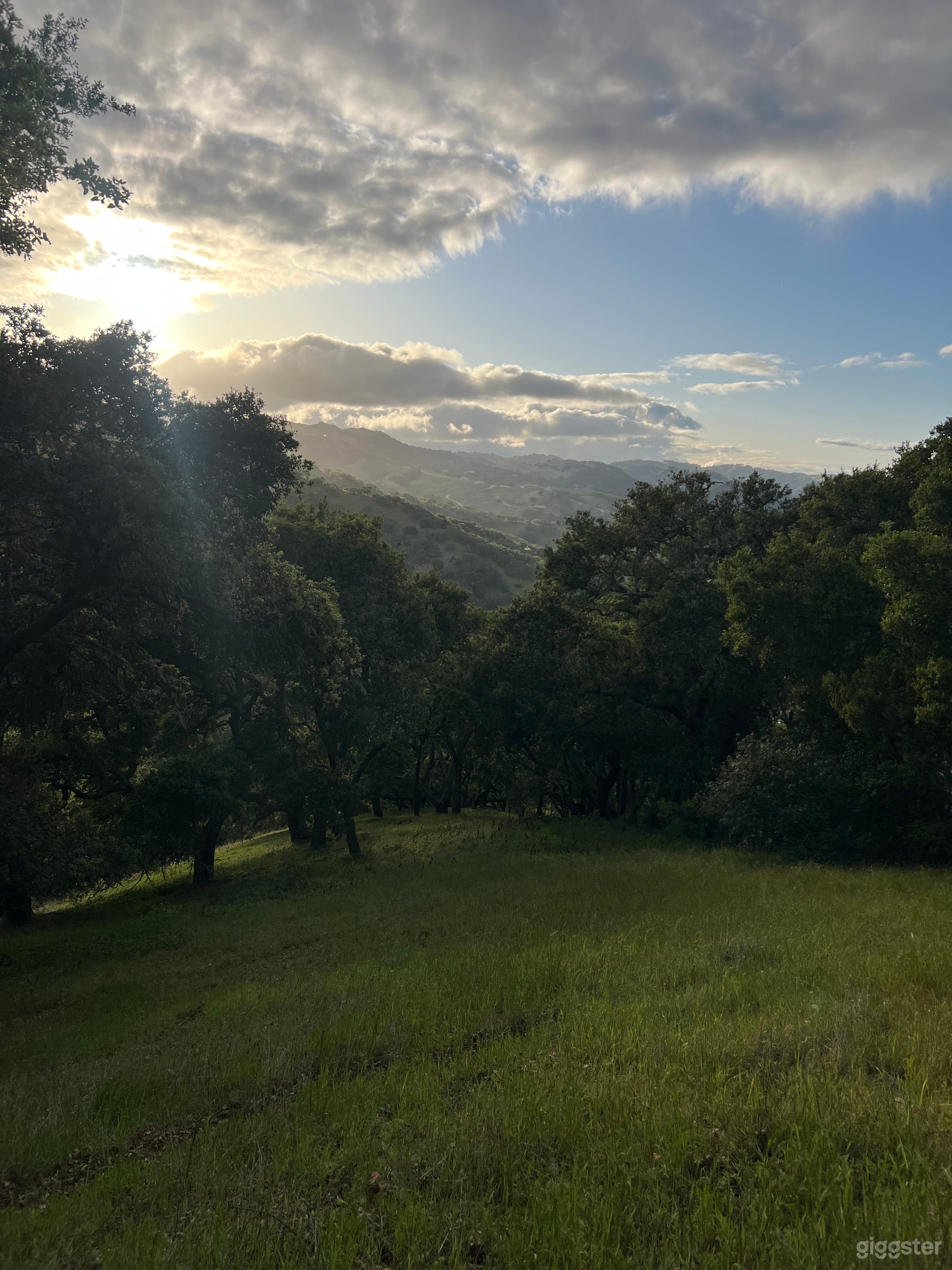 The Perfect Backdrop - Enchanted Oak Tree Forest Photo 2