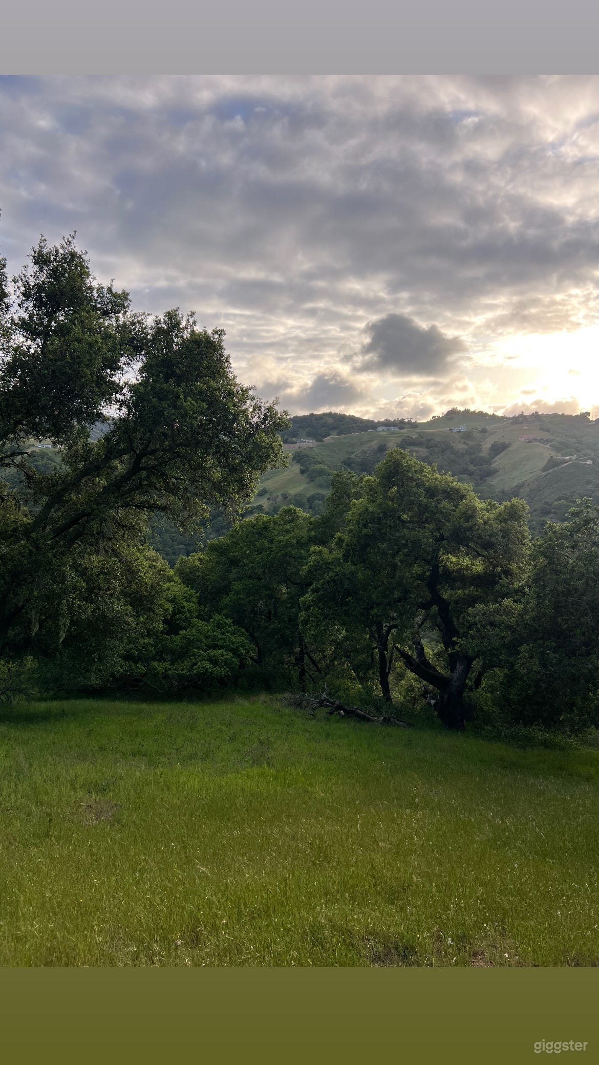 The Perfect Backdrop - Enchanted Oak Tree Forest Photo 1