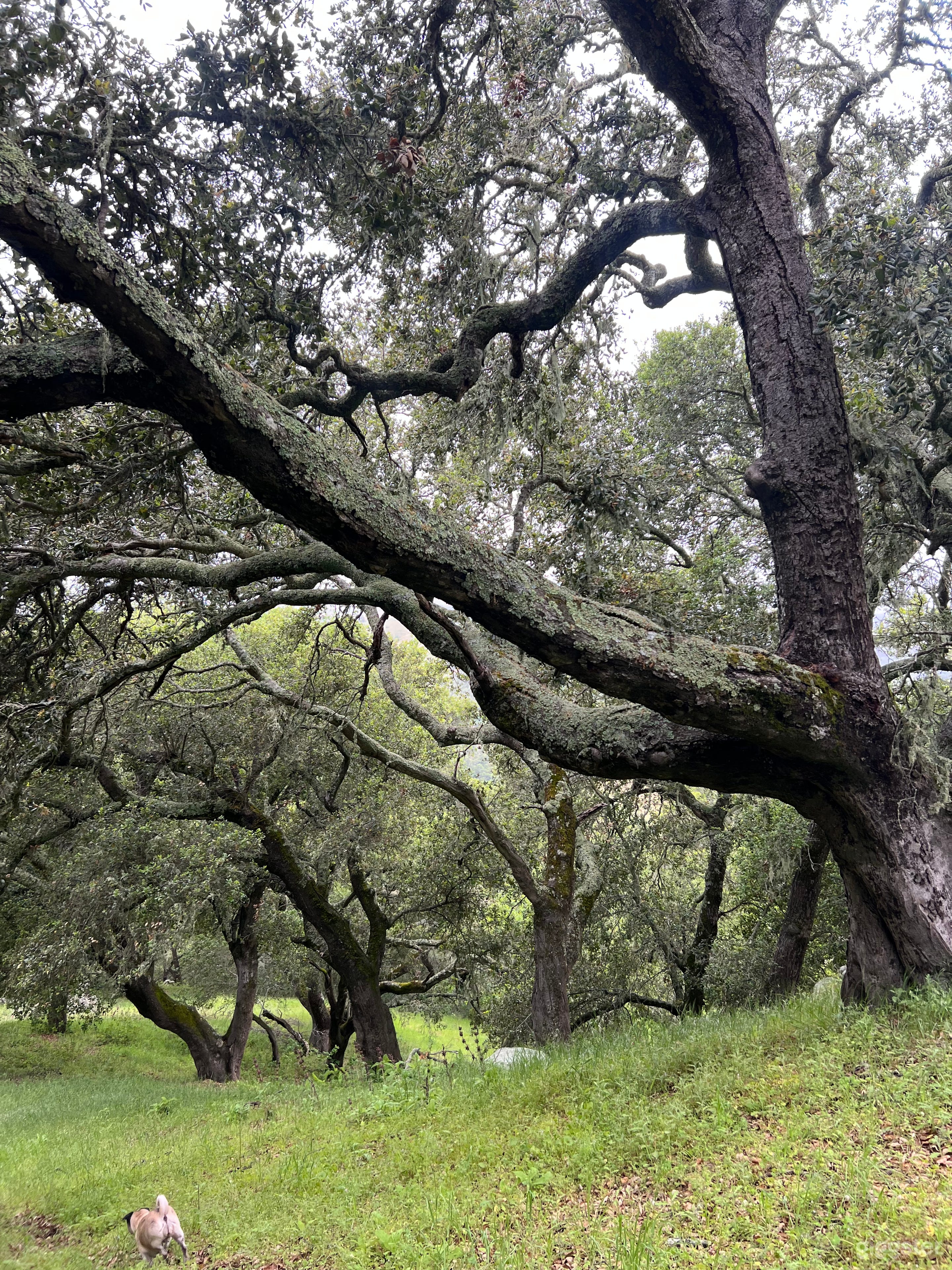 The Perfect Backdrop - Enchanted Oak Tree Forest Photo 4