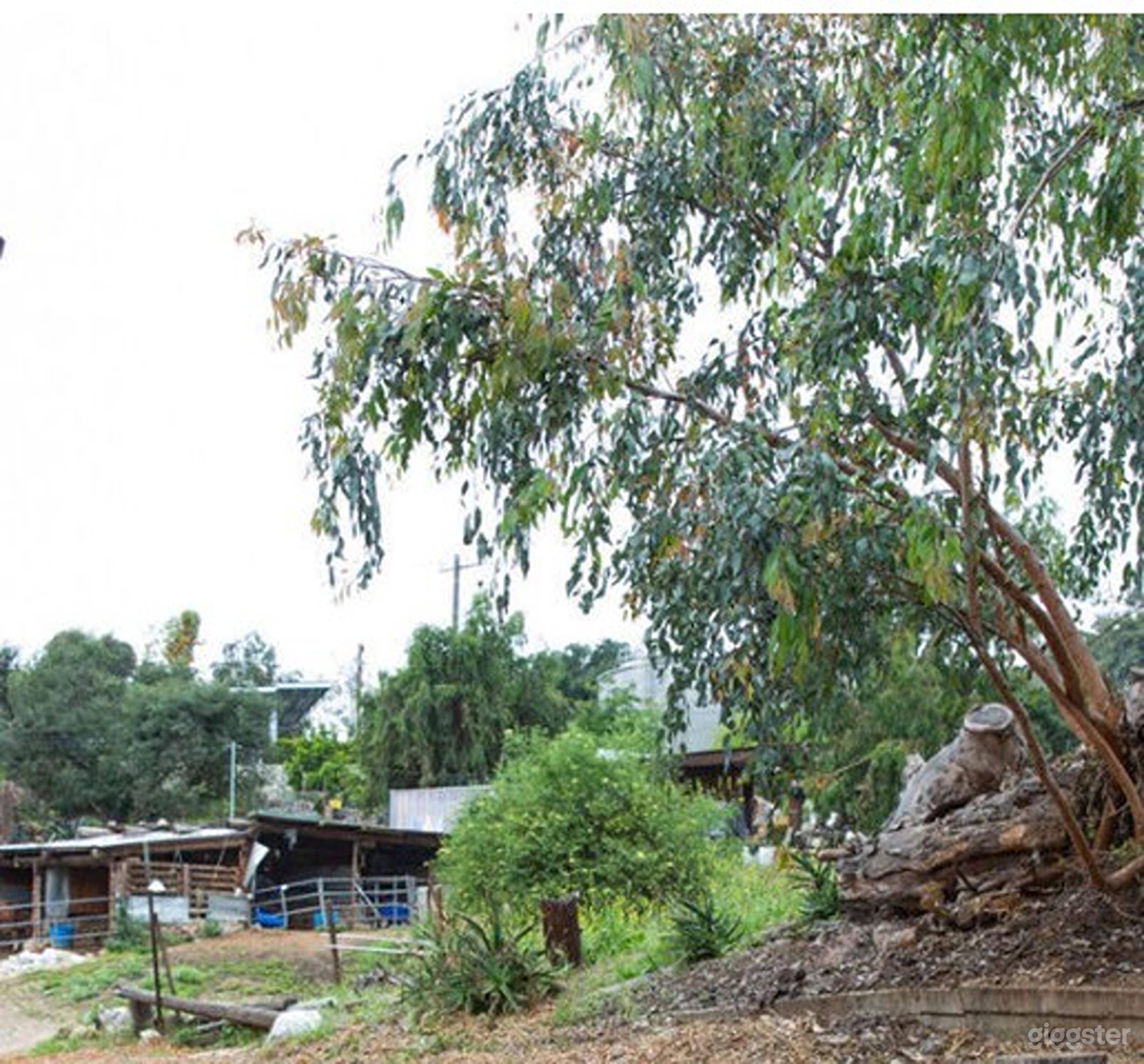 Versatile Outdoor Setting Photo 2