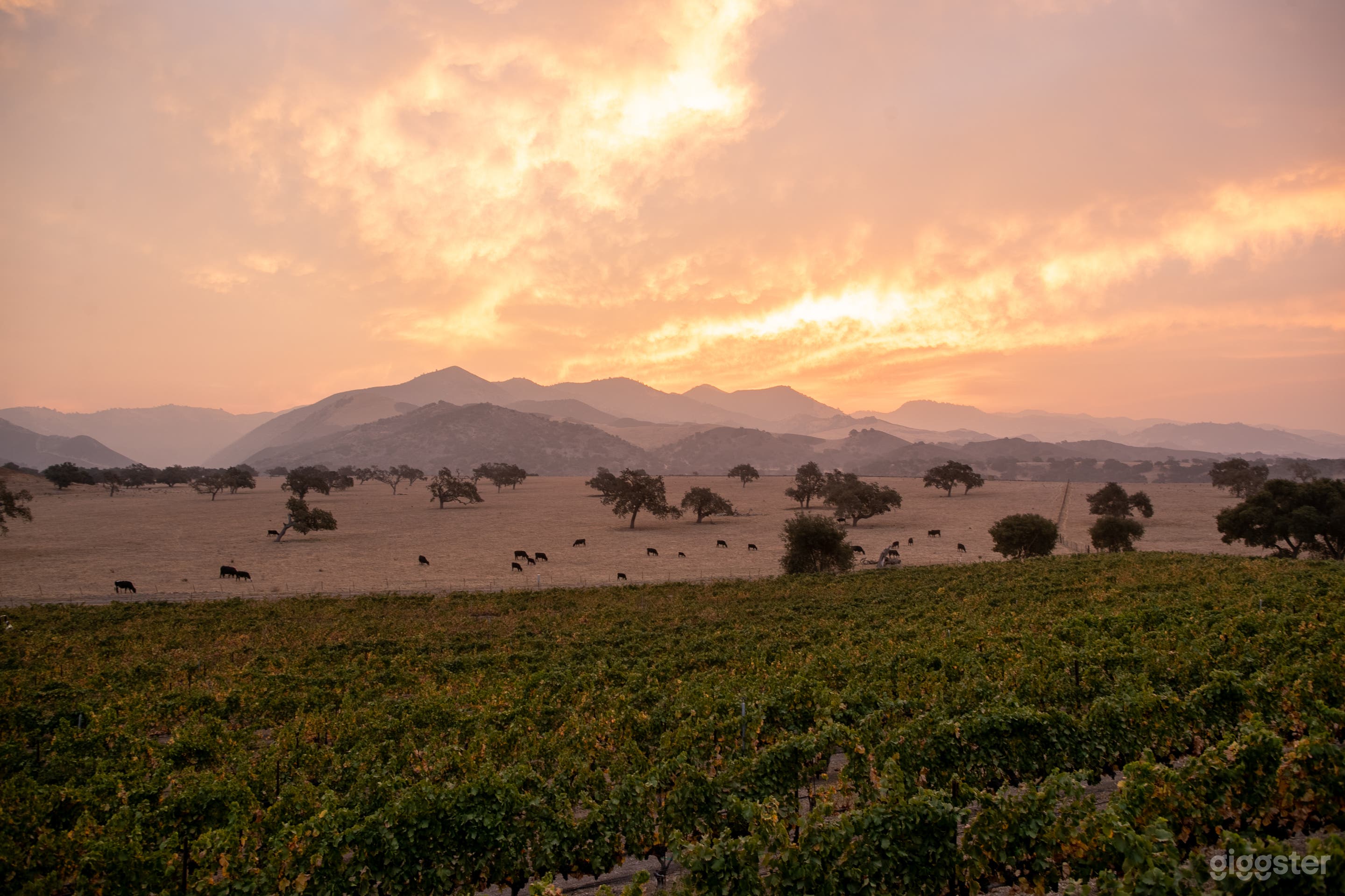 Vineyards &amp; San Rafael Mountains sunrise