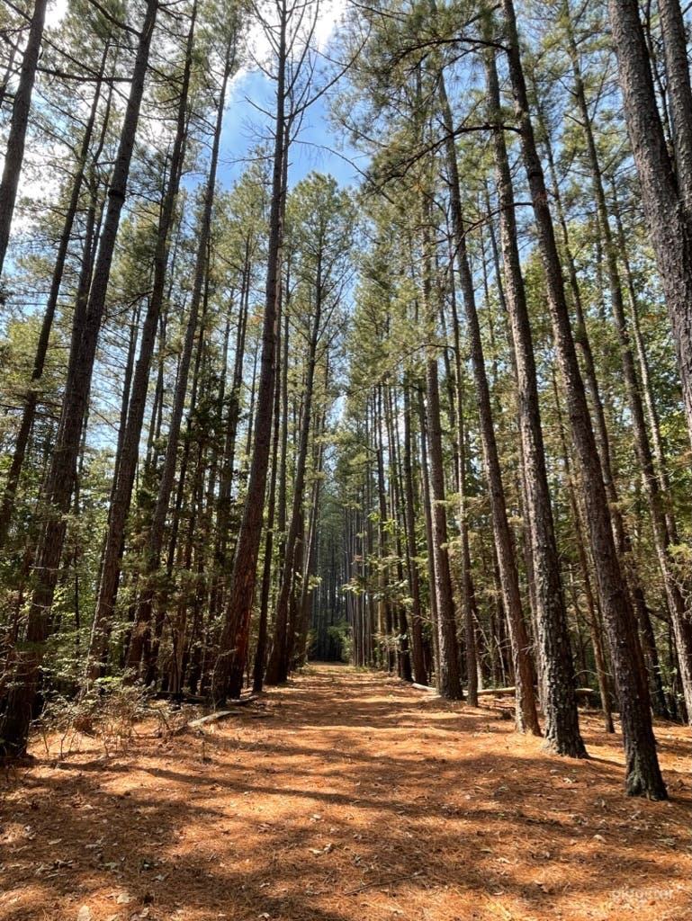 Loblolly pine road