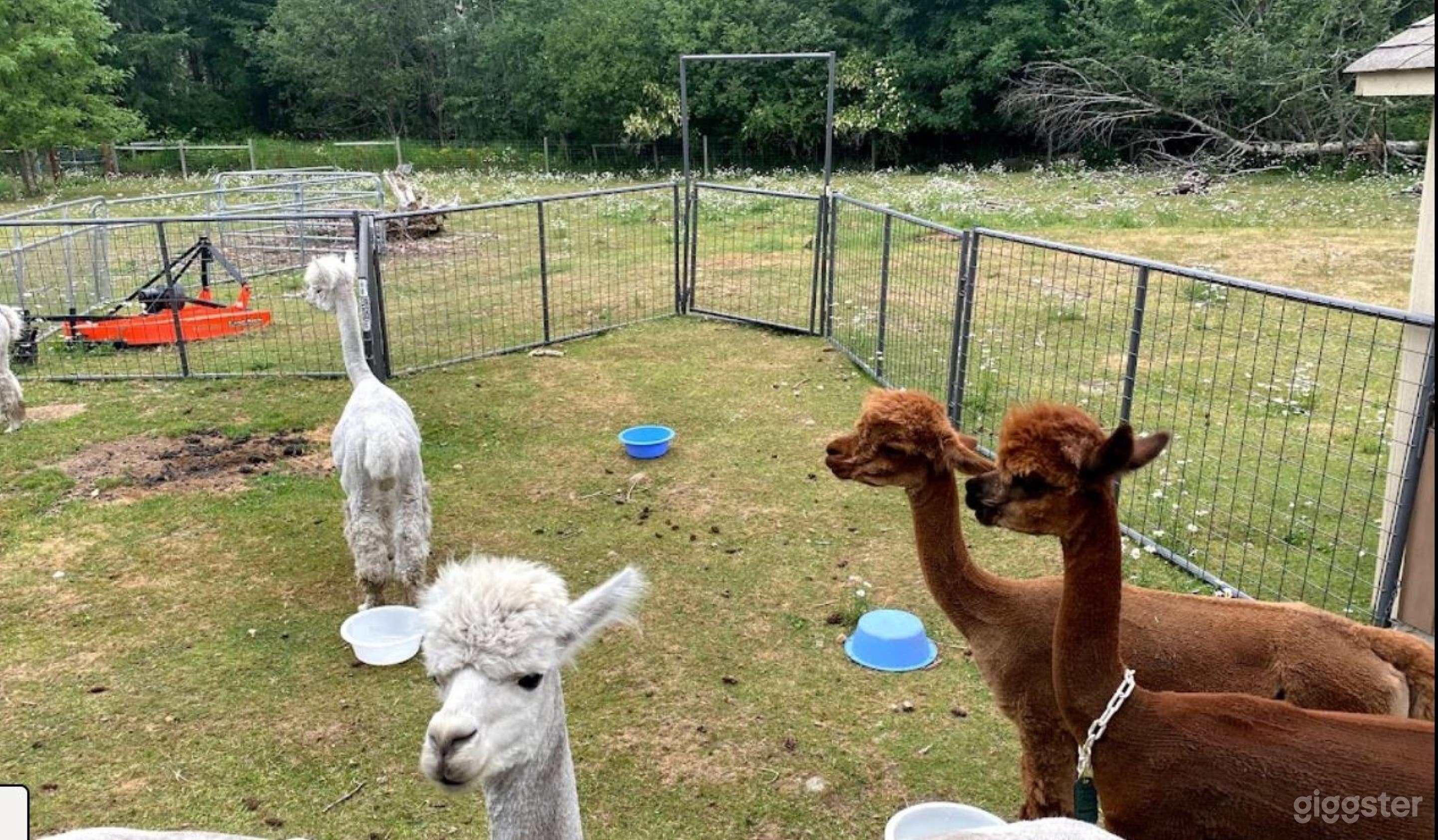  Beautiful Alpaca Farm And Camping Site In Yelm -3 Photo 2