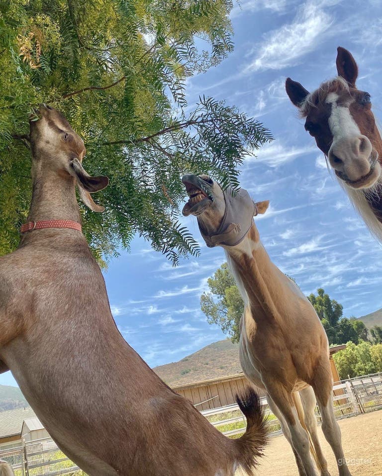  Therapy animals eating the pepper tree 