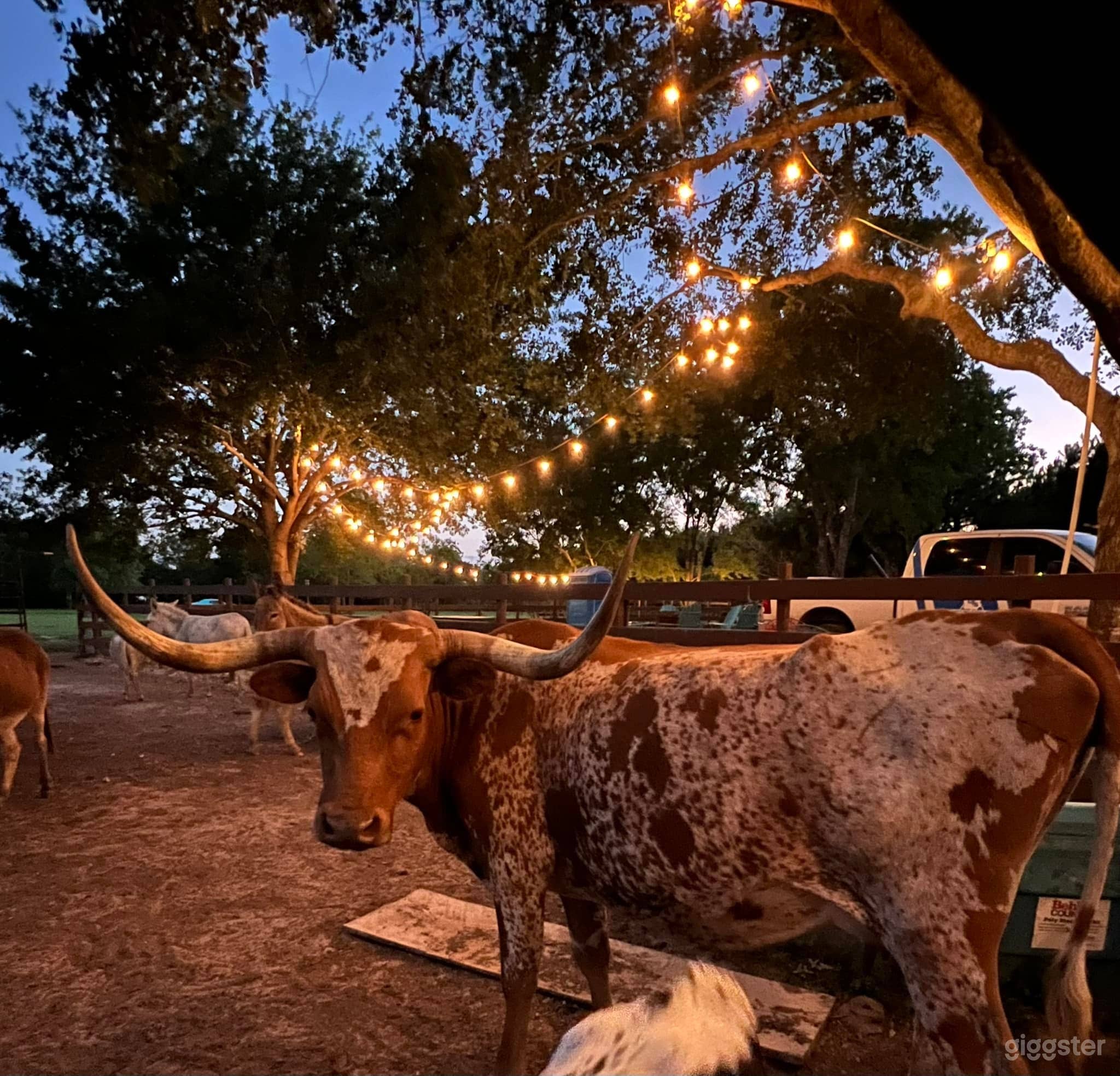 Our longhorn stu at our ranch just before sunset in Katy TX
