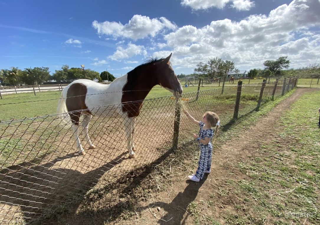 The Little Farm Photo 3