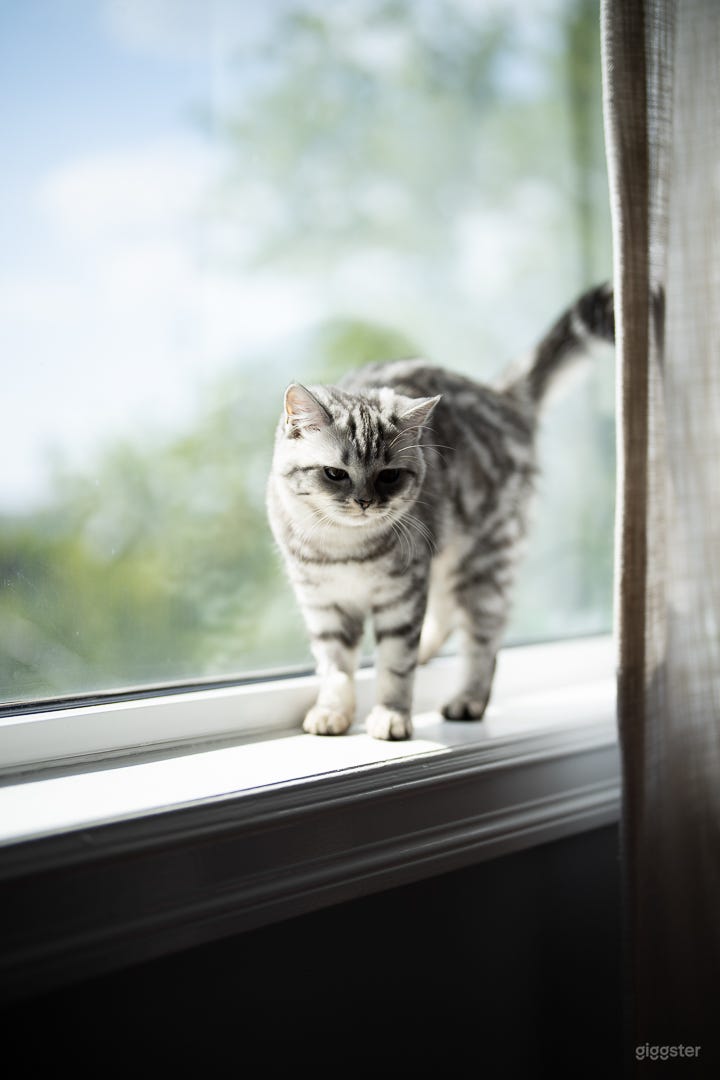 Beautiful NYC Space For Content Creators Close To All Transportation Parking Onsite Photo 4