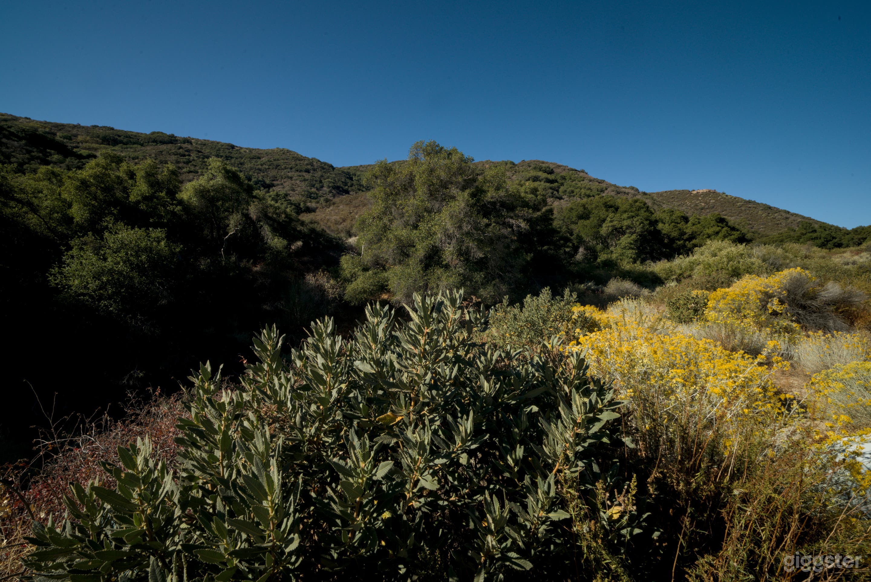 Expansive Mountain/Forest/Woods/Desert Backdrops Photo 4