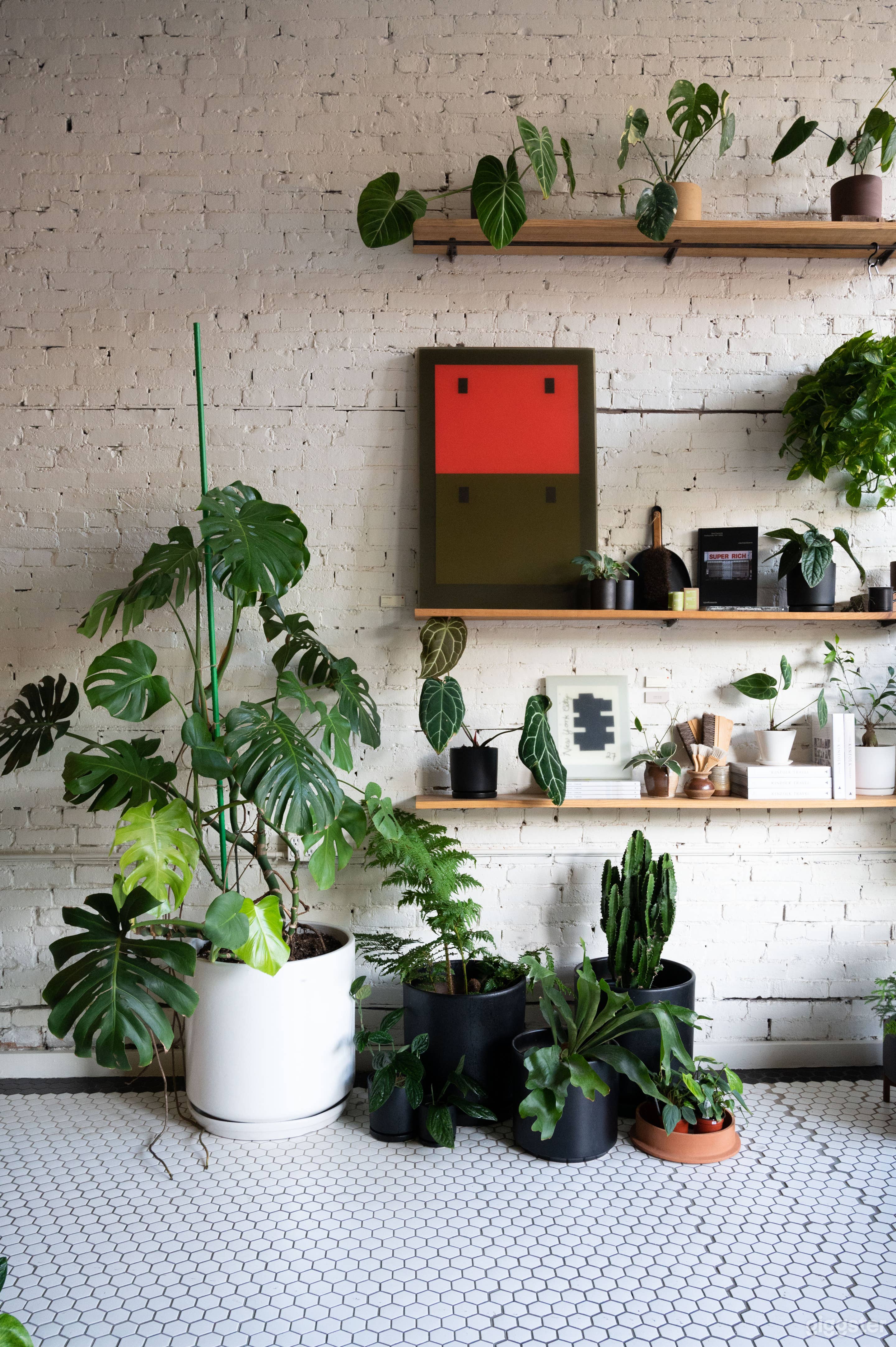 Inspiring Plant shop  Photo 1