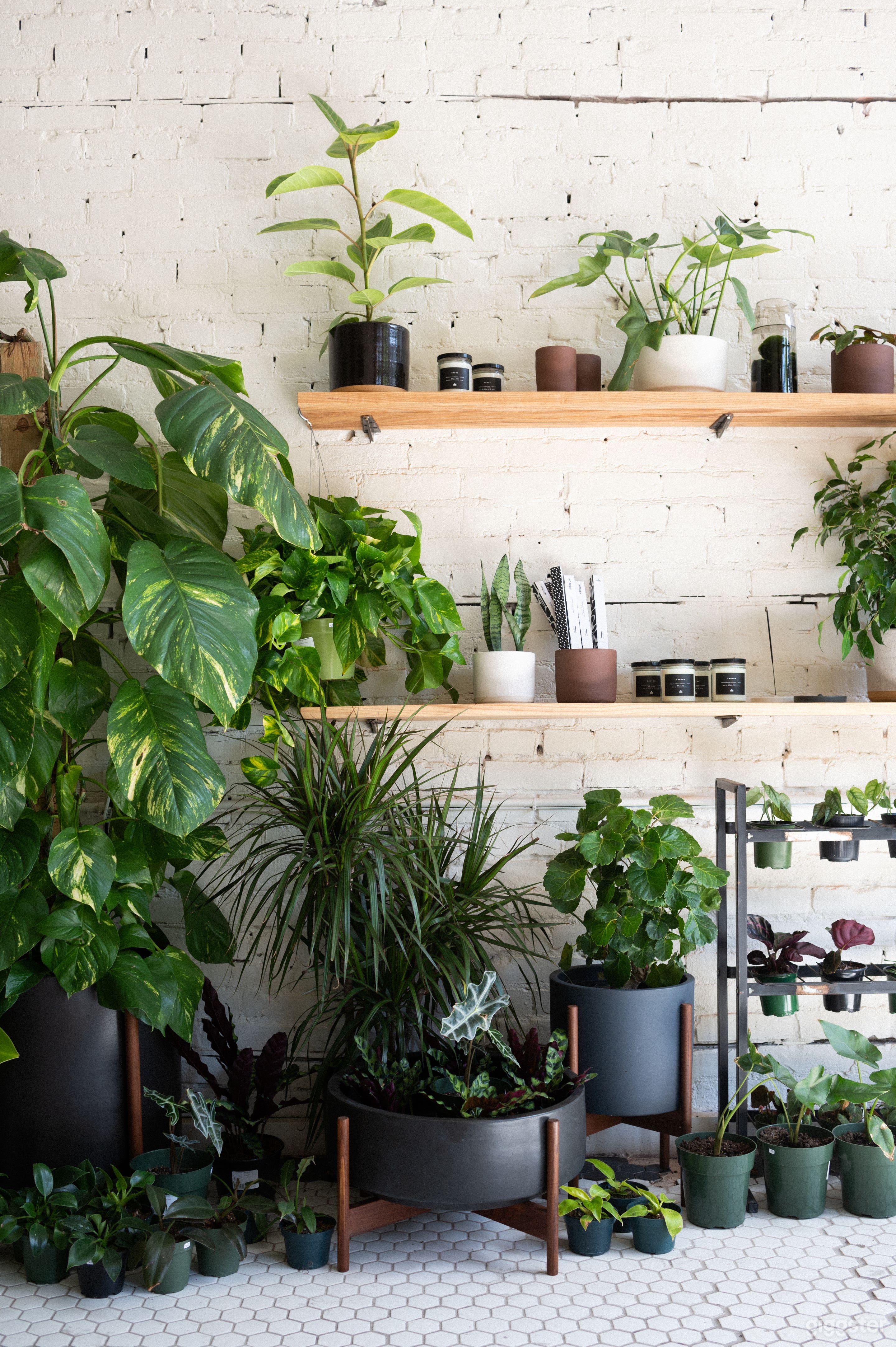 Inspiring Plant shop  Photo 3