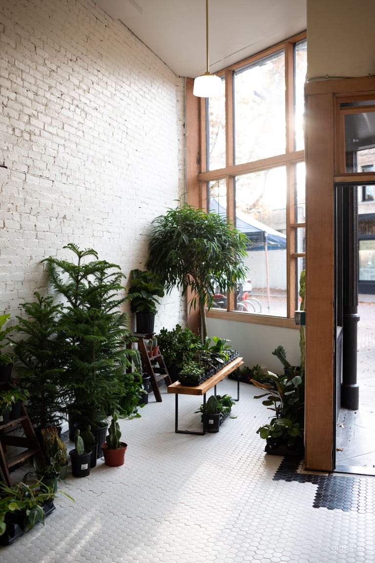  Inspiring Plant shop  