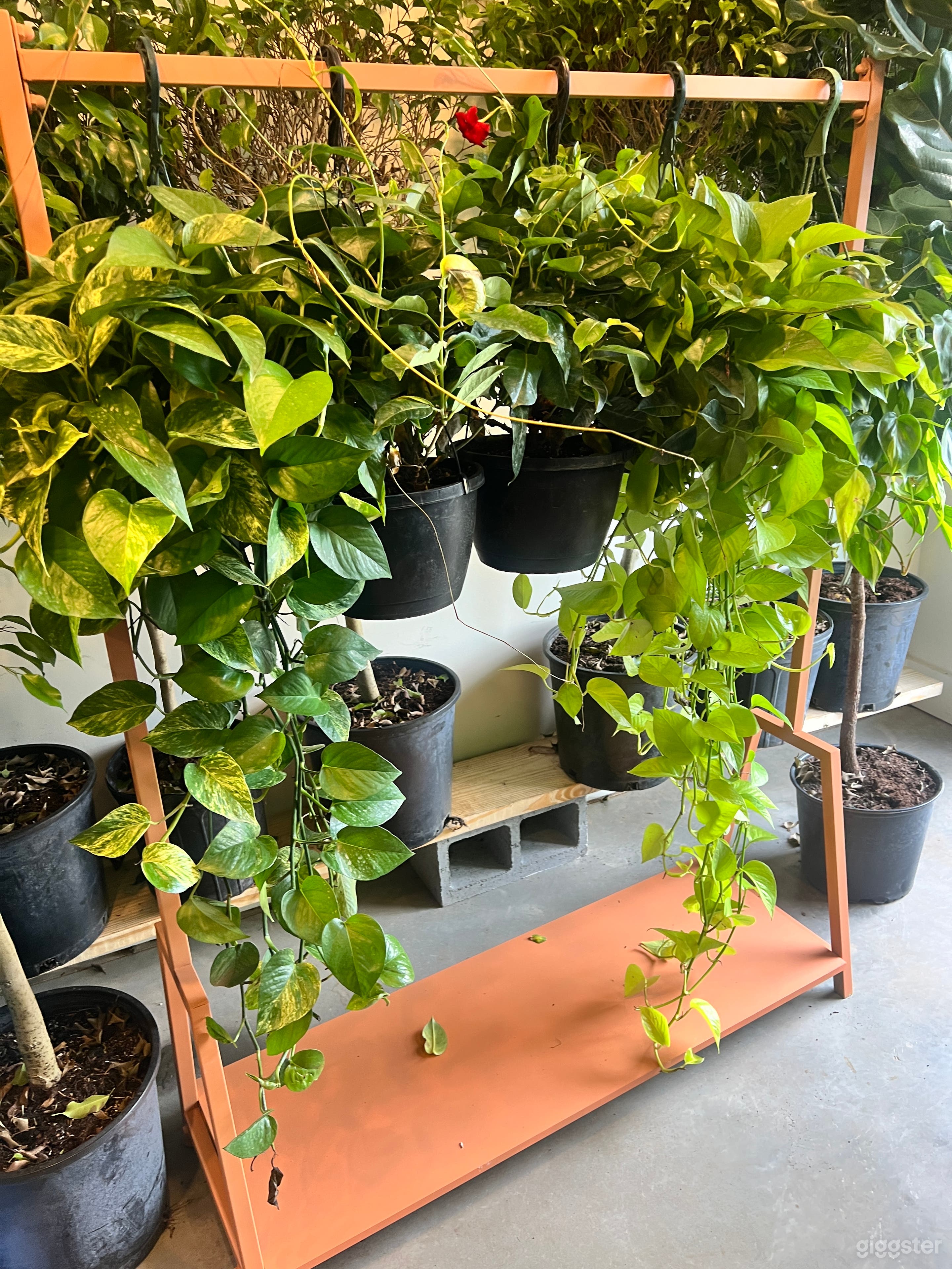 Tropical Paradise Photo 4