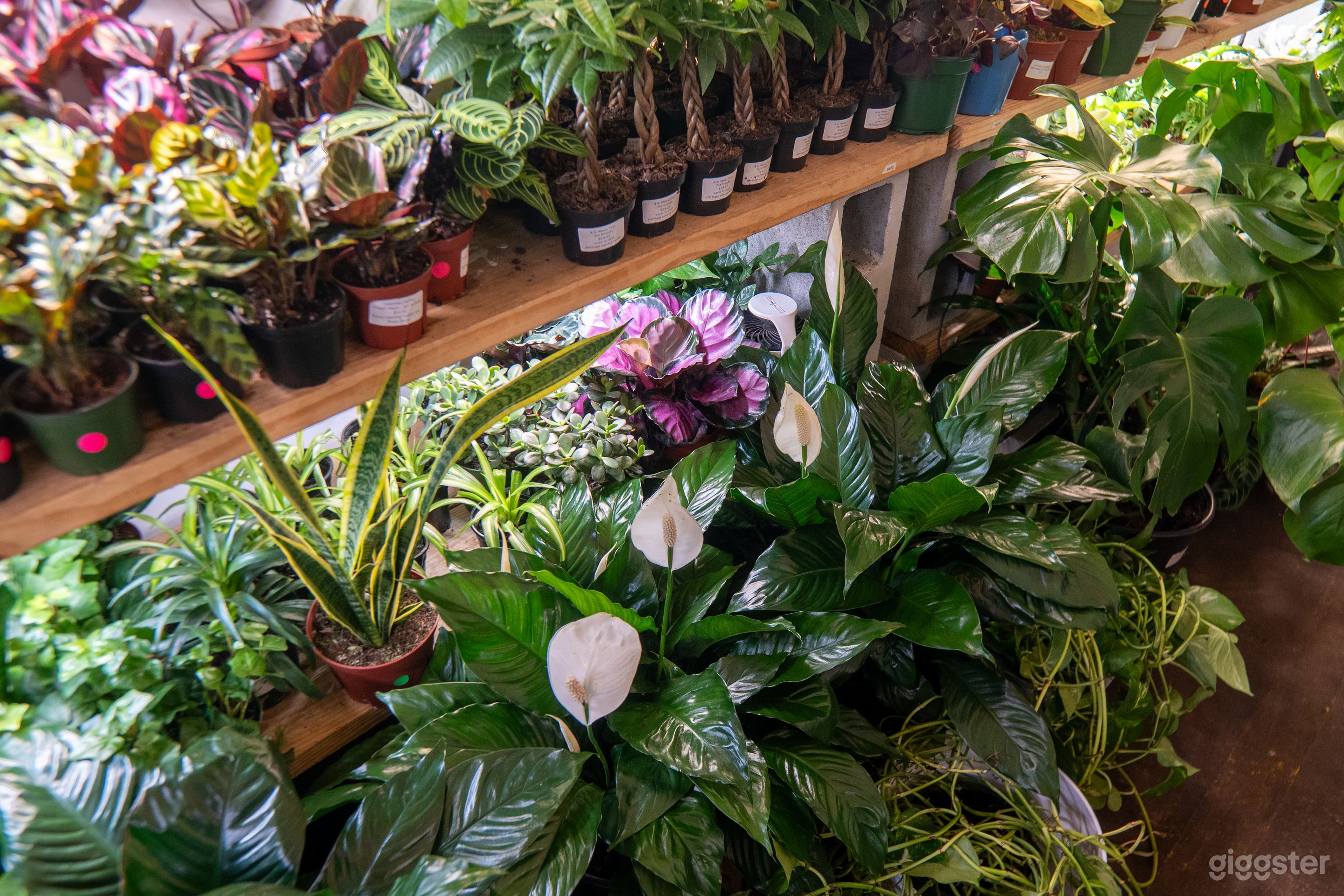 Tropical Paradise Photo 2