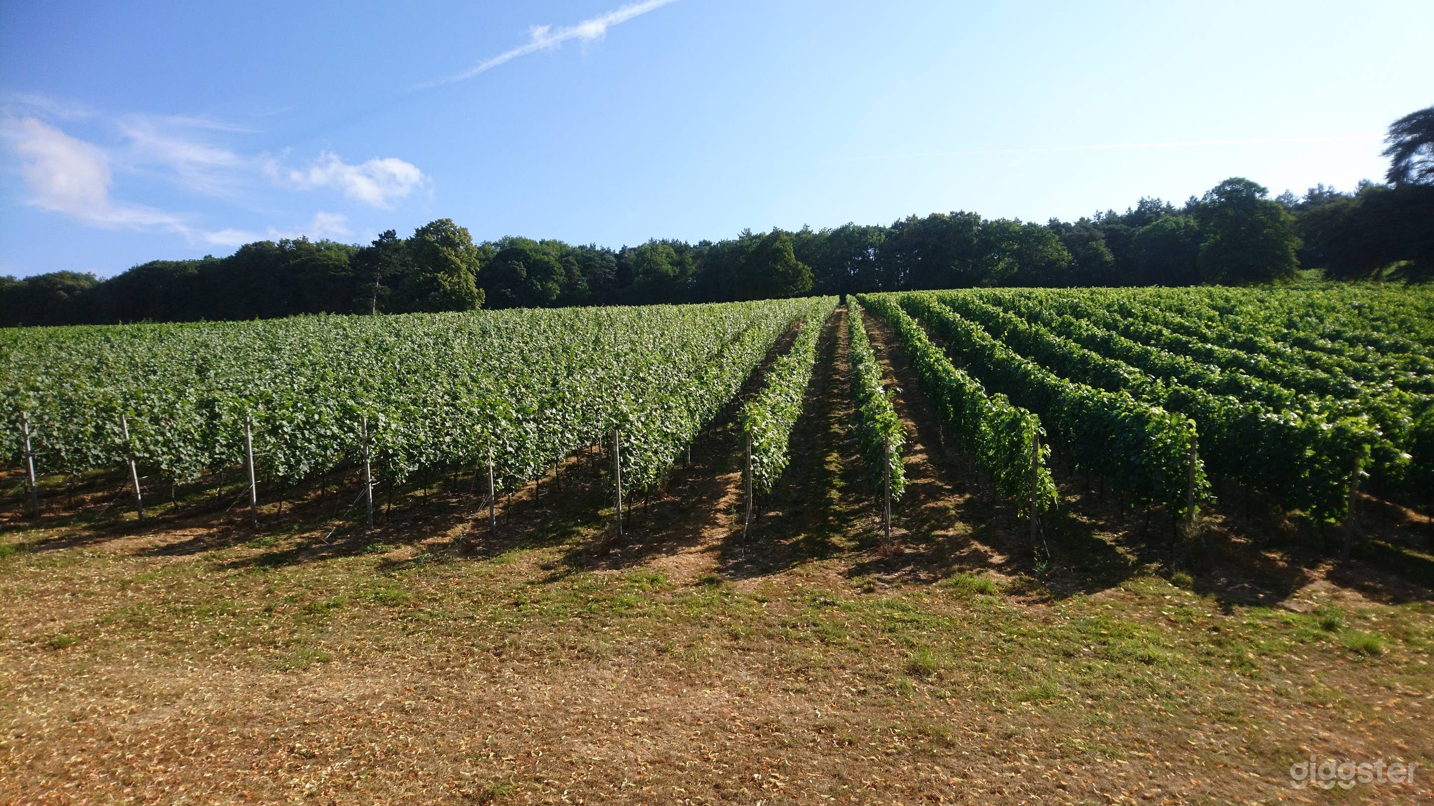 Gorgeous Vineyard Henley on Thames Photo 4