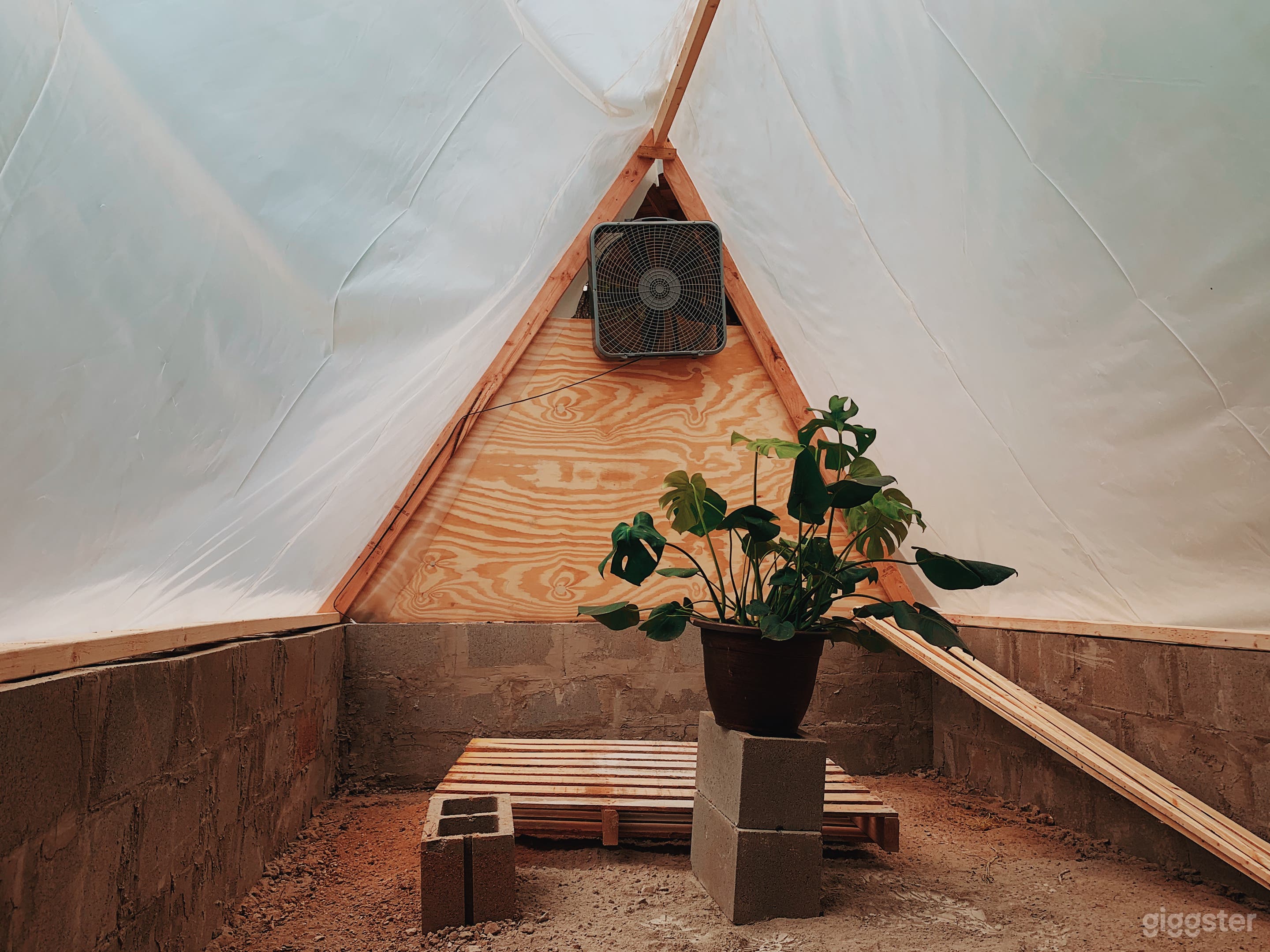 Inside the greenhouse with my monstera plant. 