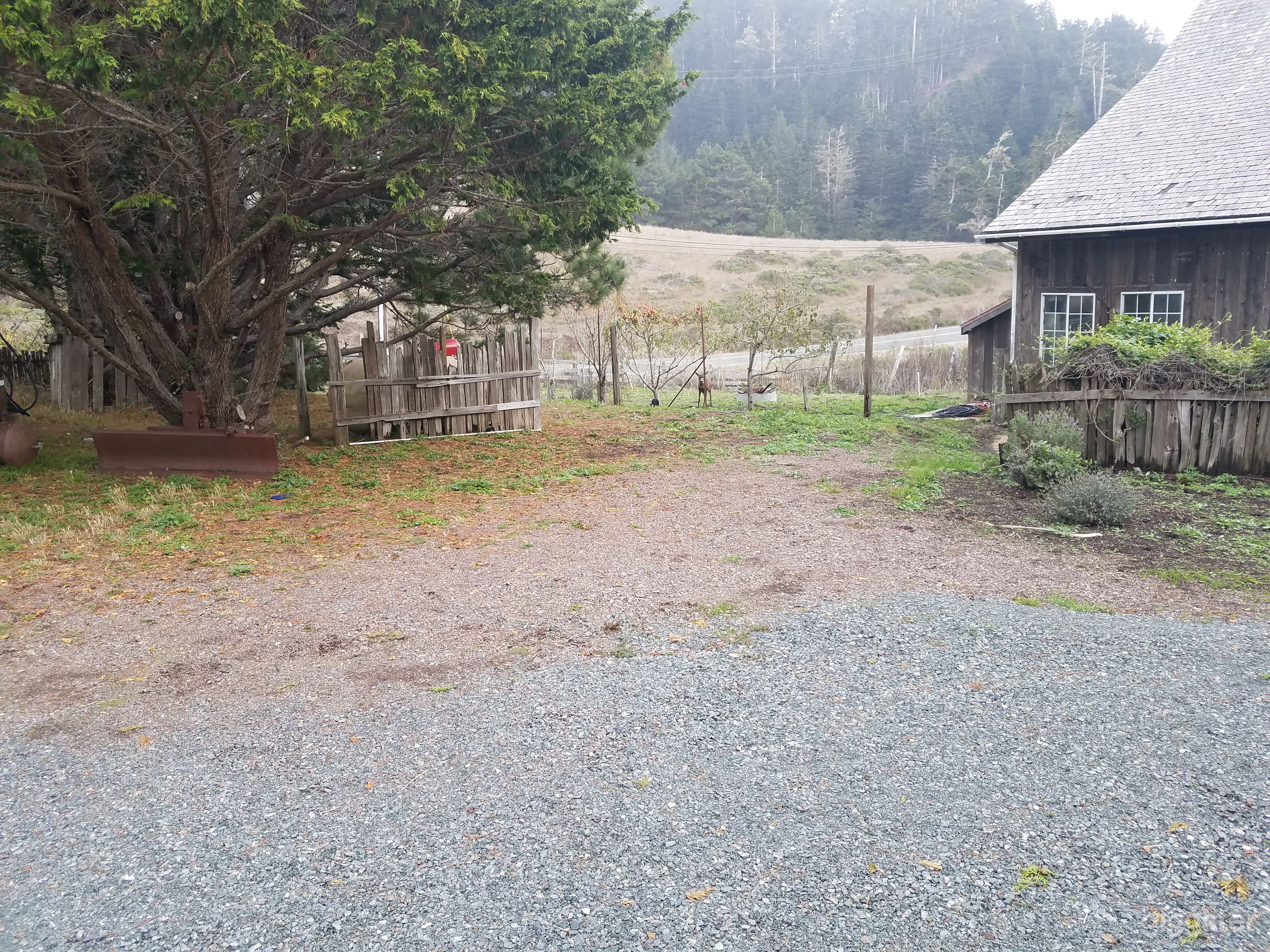Deer and dog playing in the yard 