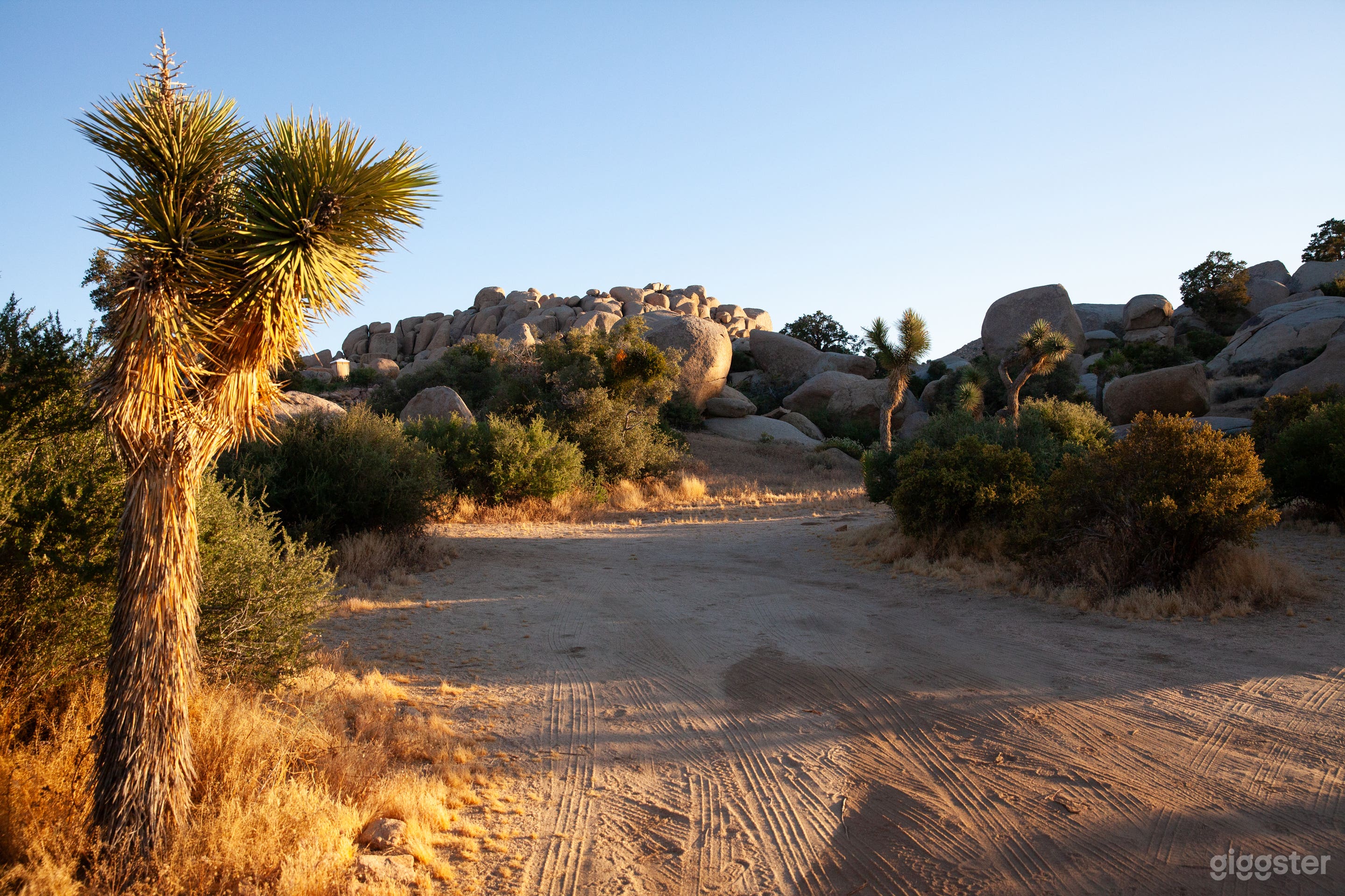 Joshua Tree National Park Look Alike (Private Land) Photo 1