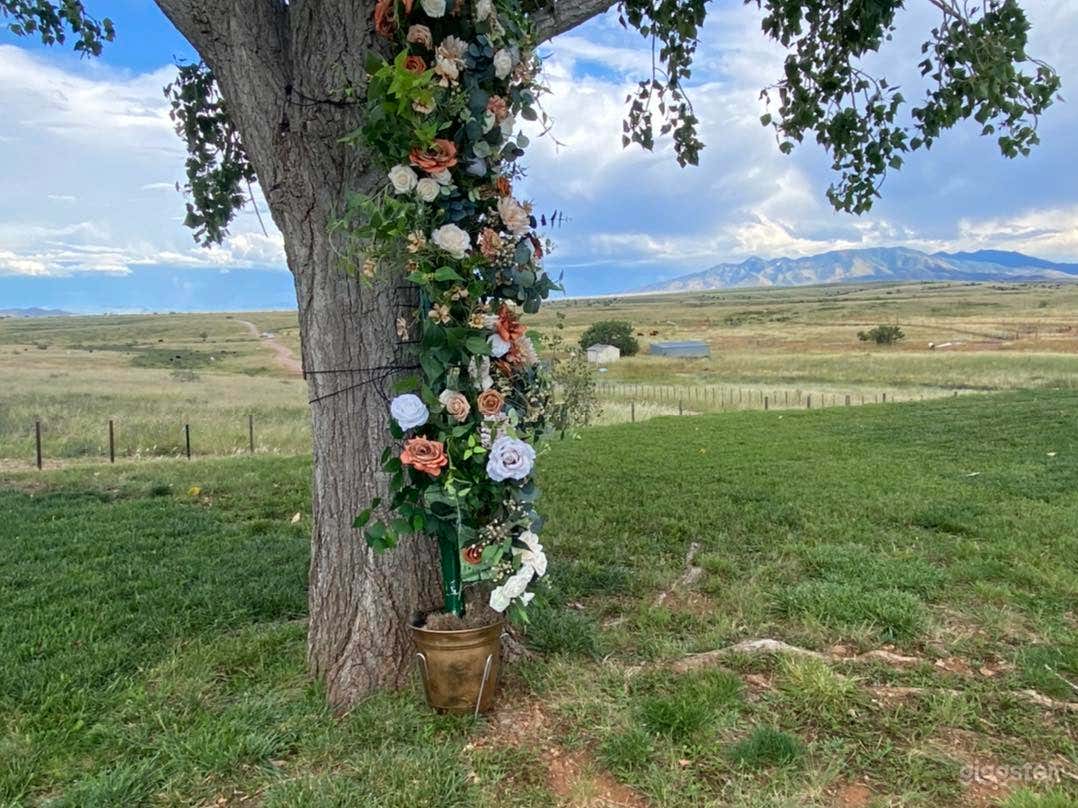 Outside Lawn/Grassy Area Photo 4