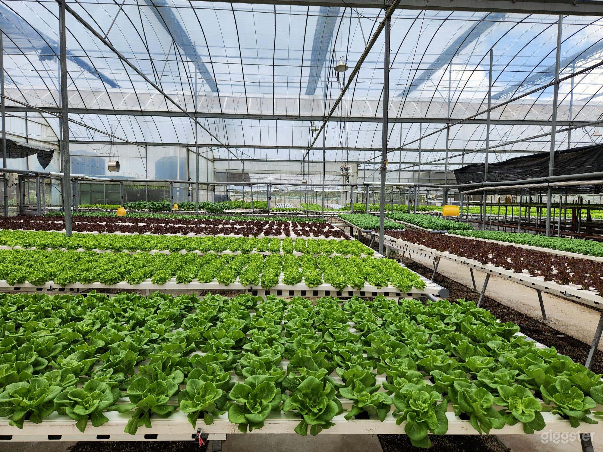 Largest Showcase Greenhouse in Singapore Photo 3