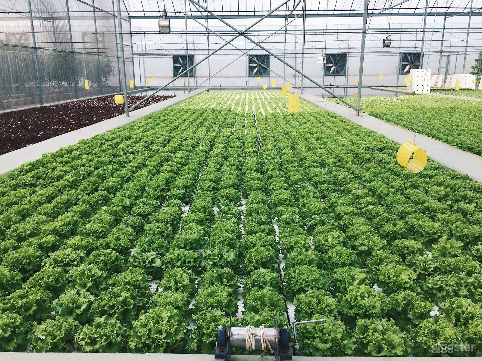 Largest Showcase Greenhouse in Singapore Photo 1
