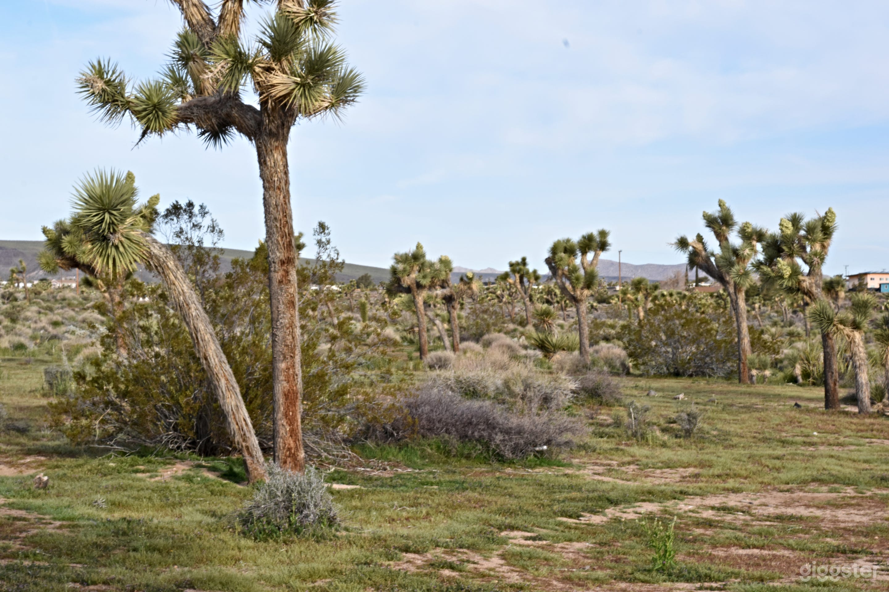 The Hills Have Eyes &amp; Joshua Trees Photo 4