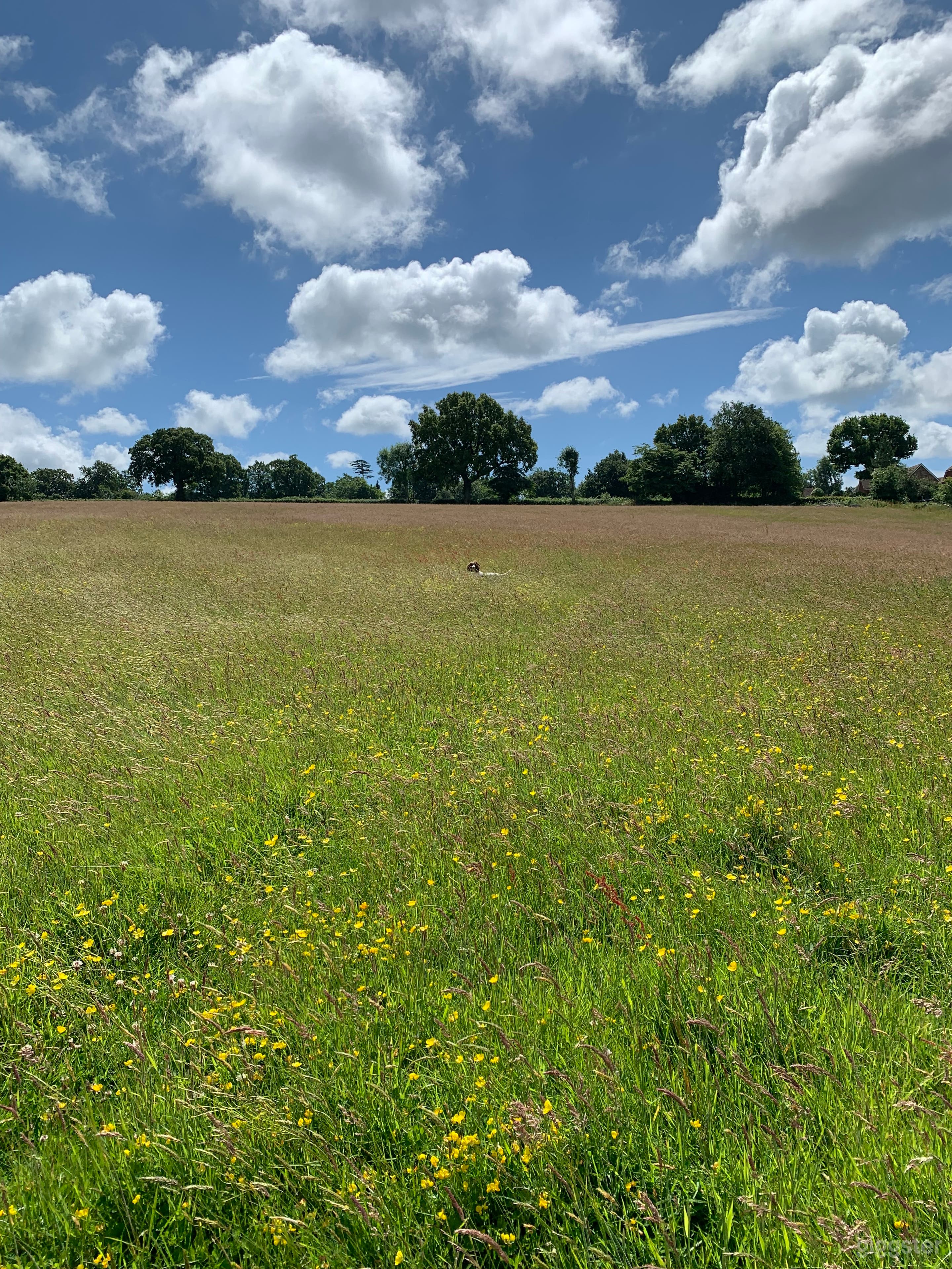 Beautiful 4 acres field in rural East Sussex Photo 2