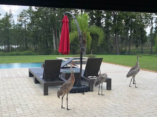 Expansive Sun Deck &amp; Lap Pool Area Photo 4