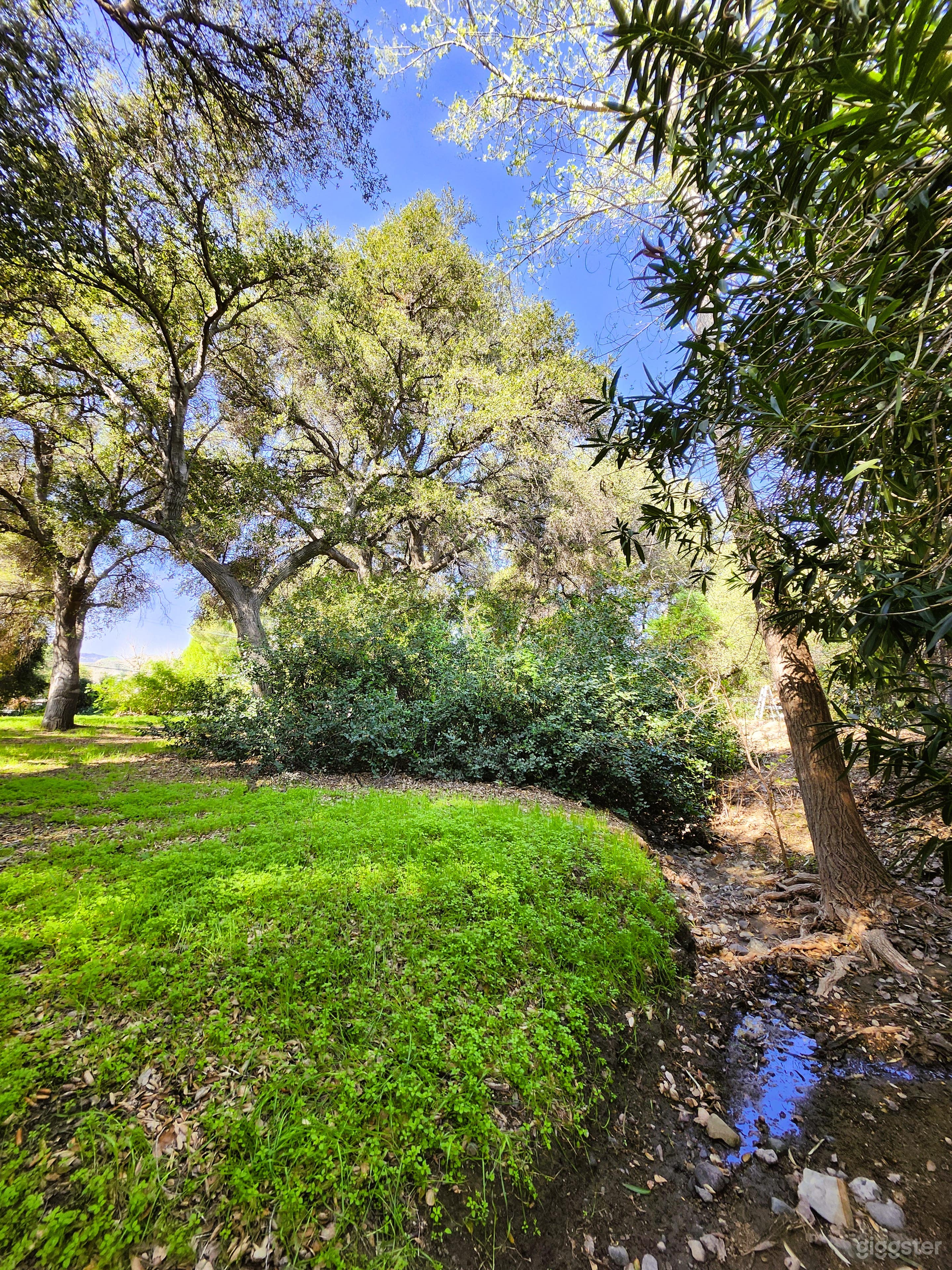 Enchanted Mini Forest with Ranch house and Cottage Photo 4