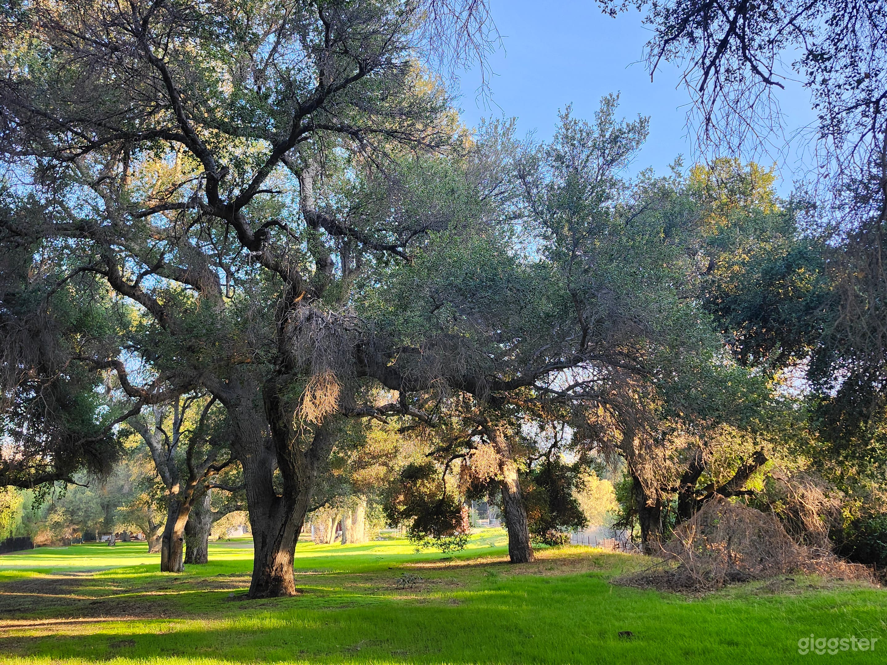 Enchanted Mini Forest with Ranch house and Cottage Photo 1