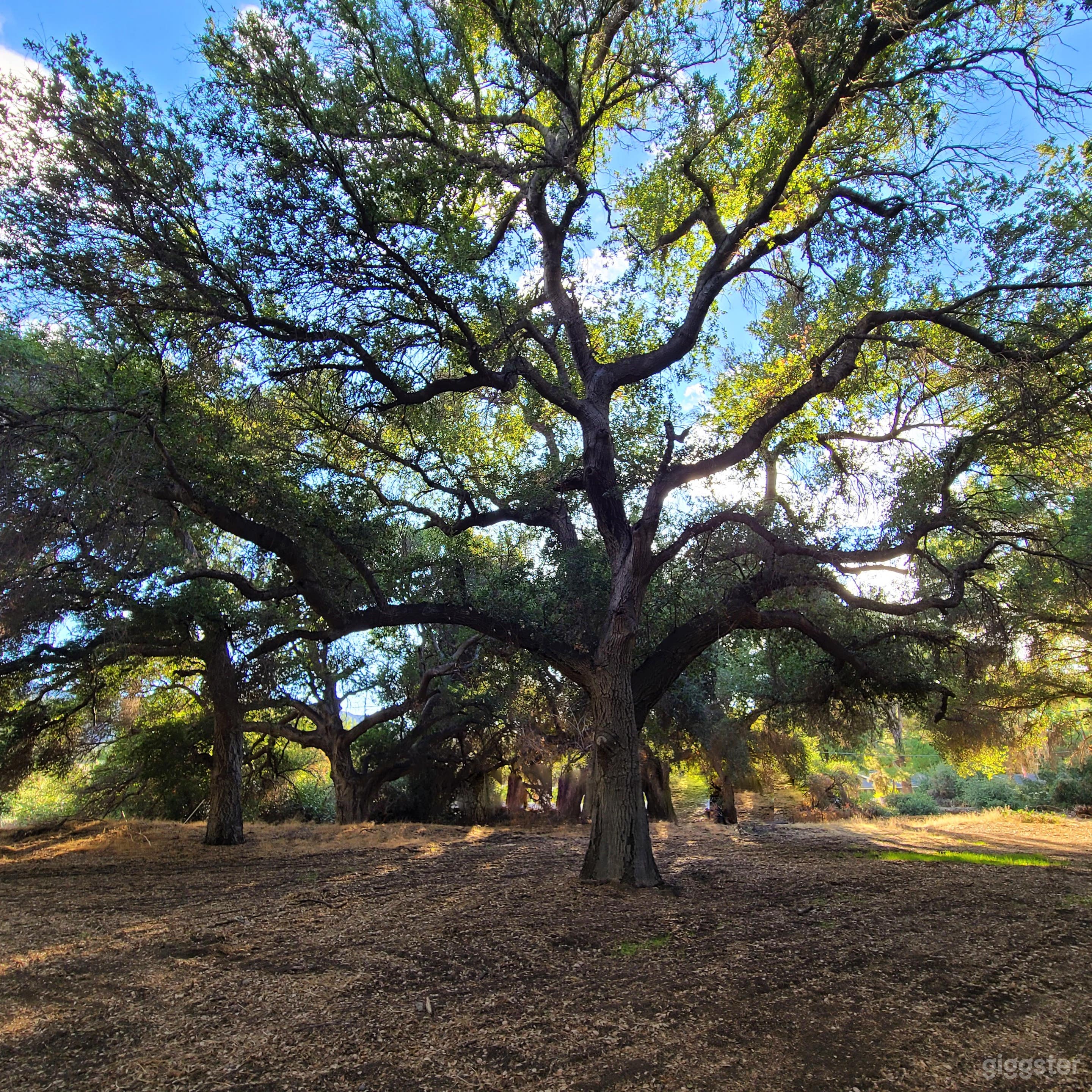 Enchanted Mini Forest with Ranch house and Cottage Photo 2