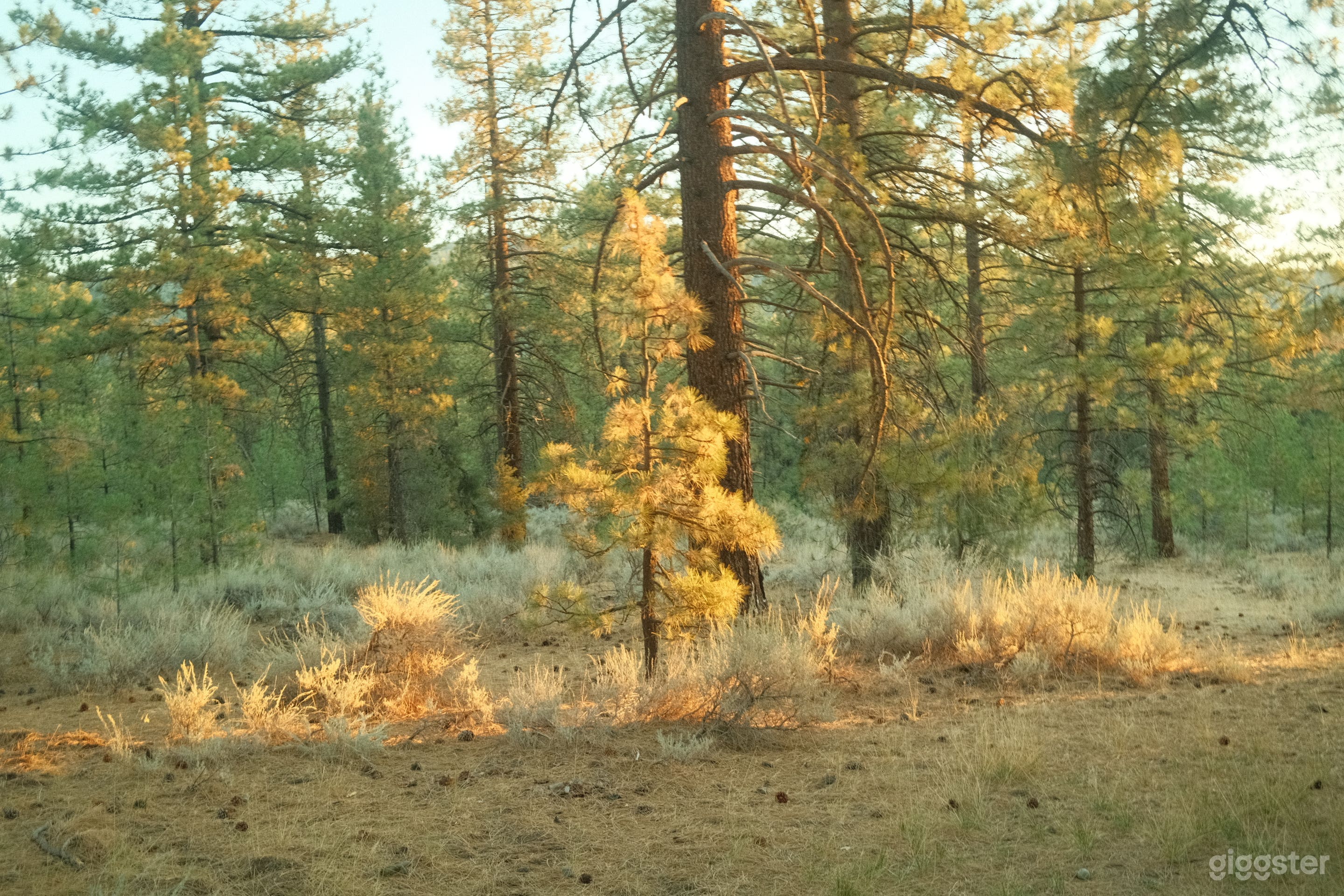 Rustic Ranch with 10 acres of National Forestry Photo 3