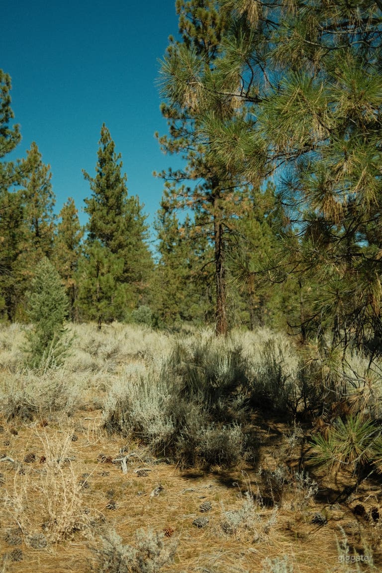  Rustic Ranch with 10 acres of National Forestry 