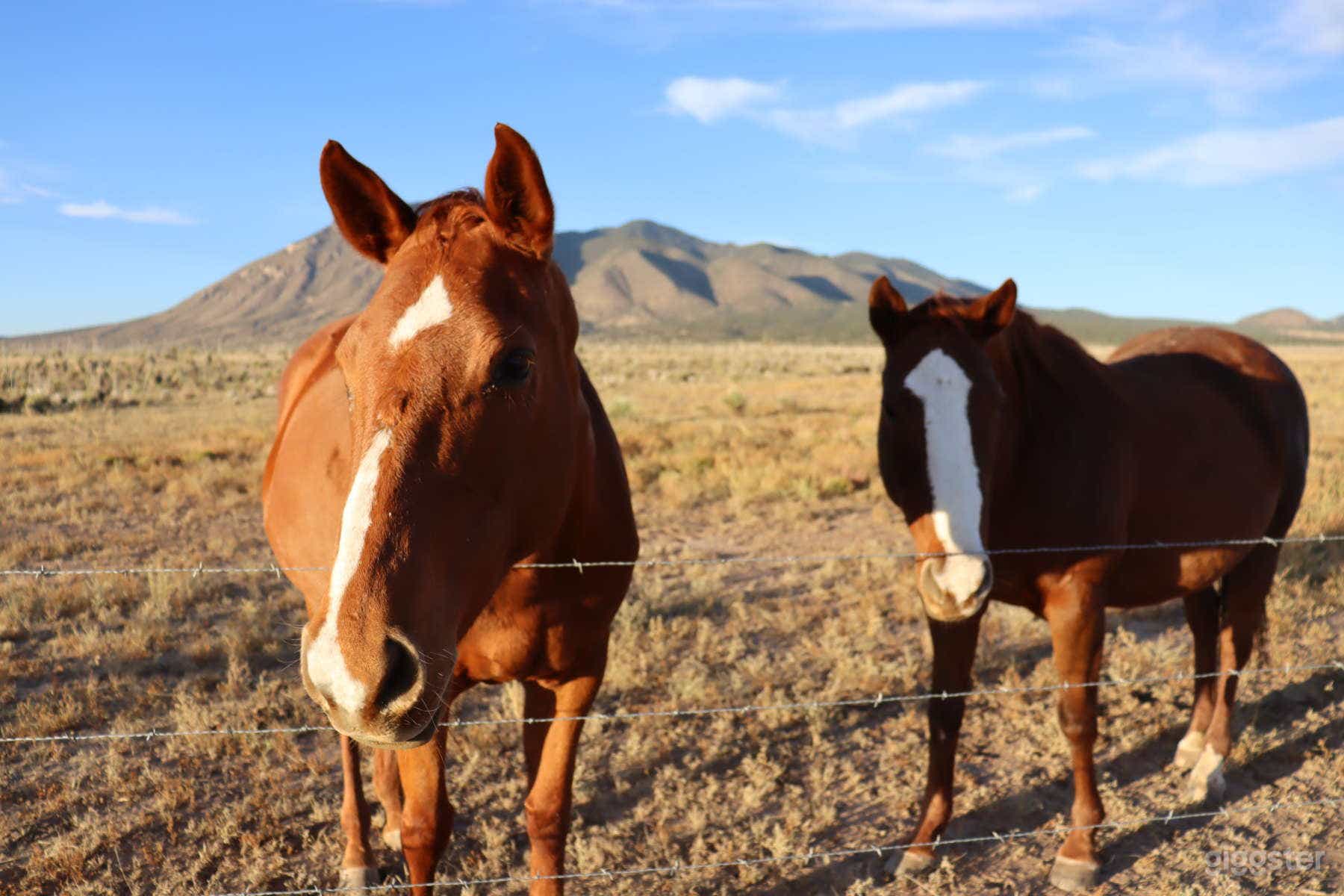 Yucca Crossing--Wild West Delight Photo 2
