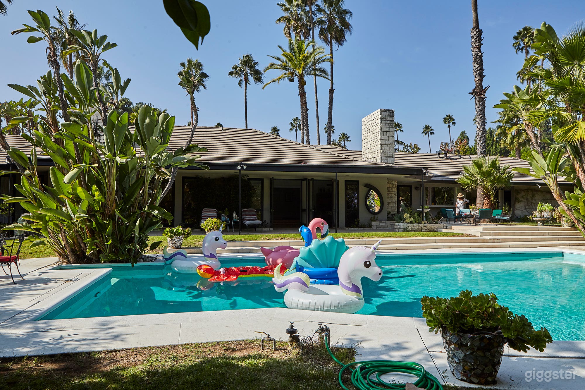 Periwinkle Palm Photo 2