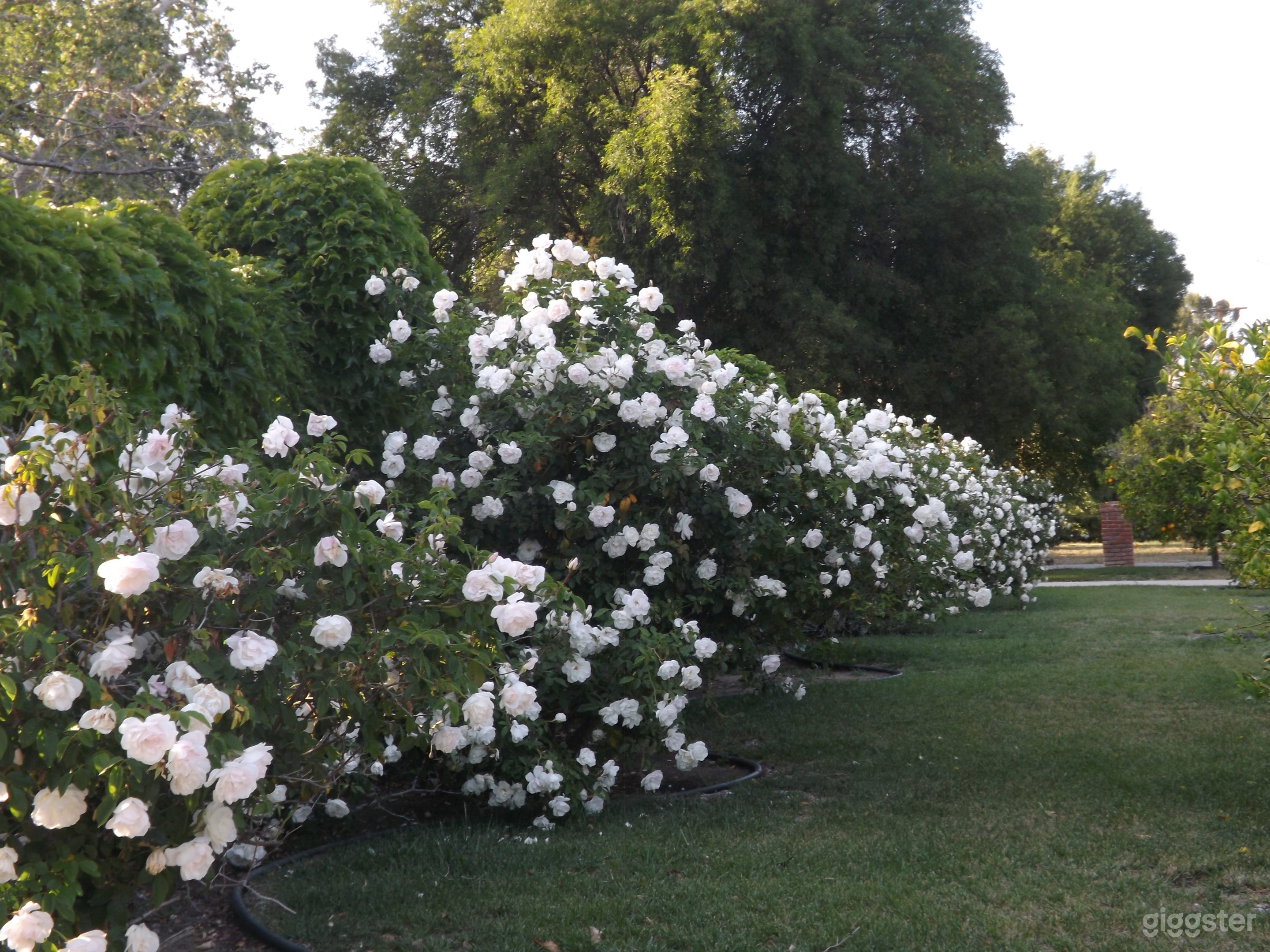 LA Secluded Vacation Pool Estate/Filming Photo 3