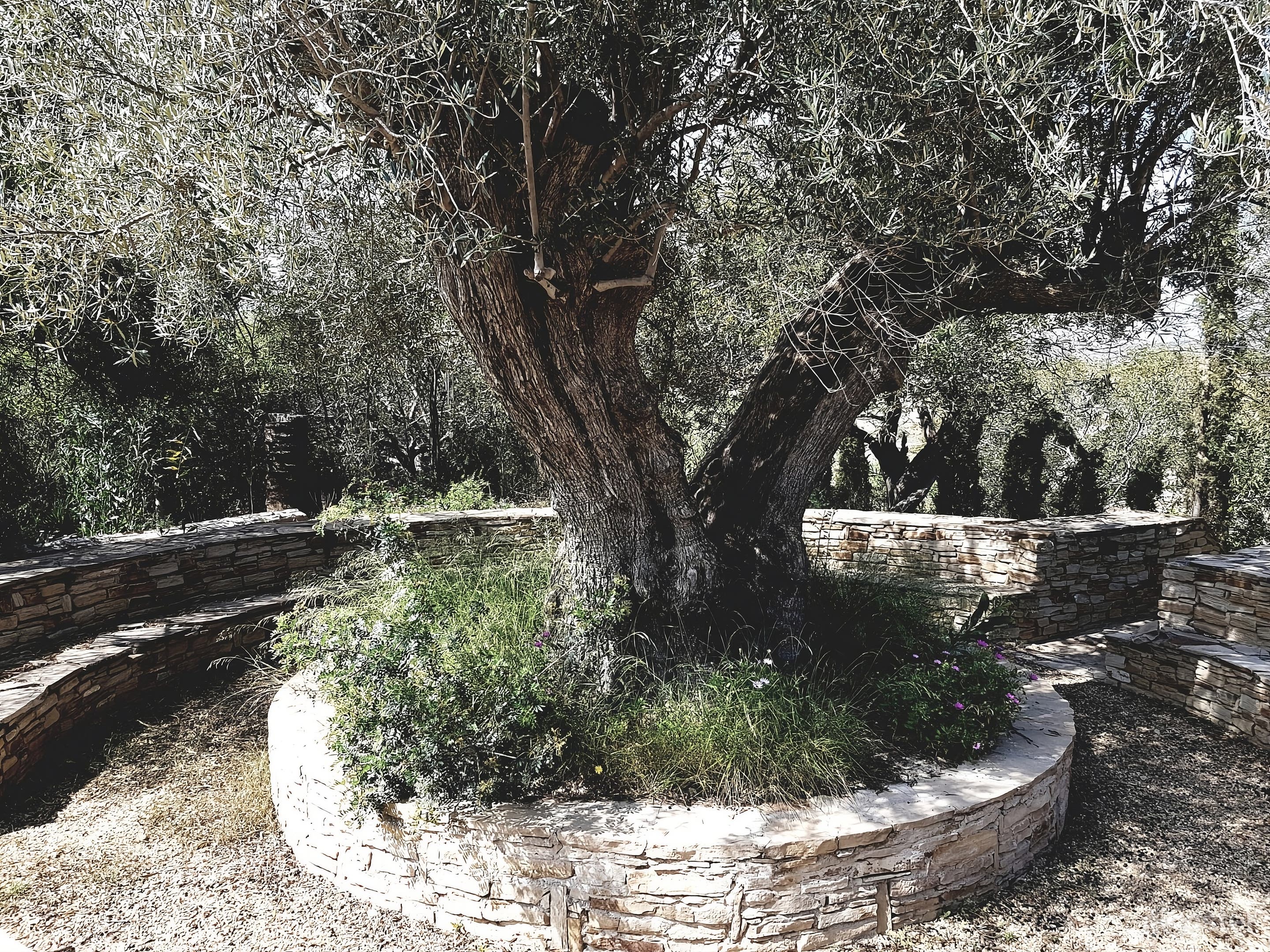 Oasis con piscinas, jardines y senderos meditativos. Foto 4
