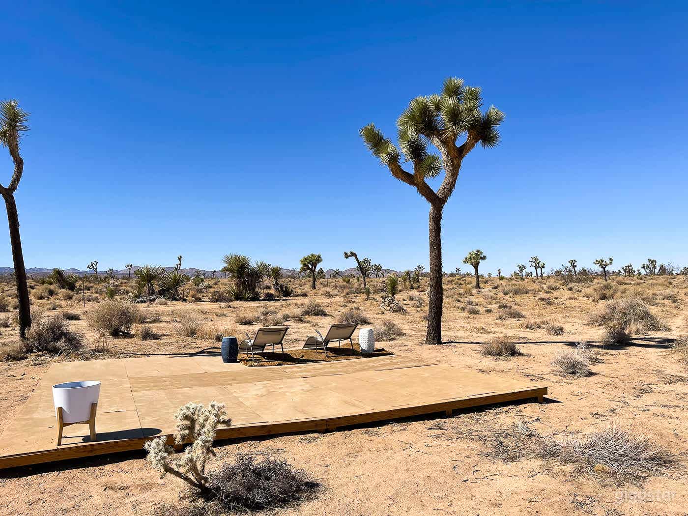 Desert Maui - Joshua Trees + Stars  Photo 3