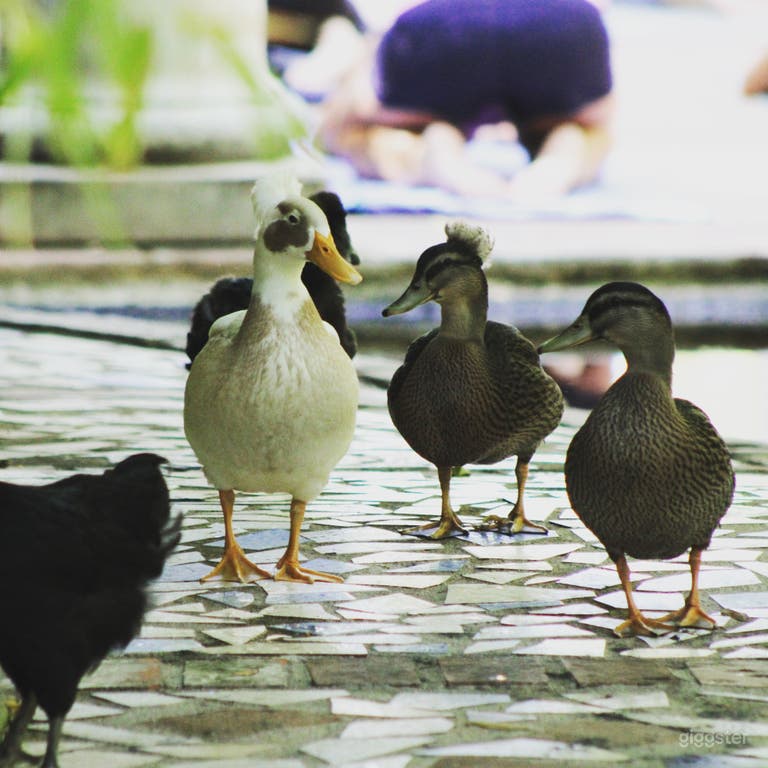  Some of our friendly, feathered friends.... 