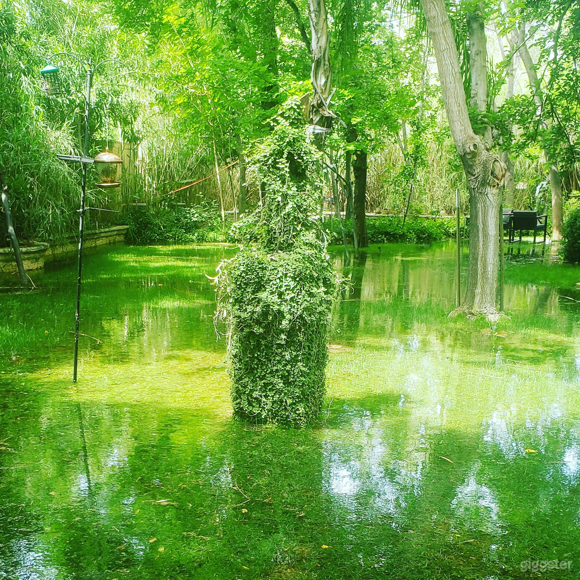 Keeping it Green! Flood irrigation on the lawn.