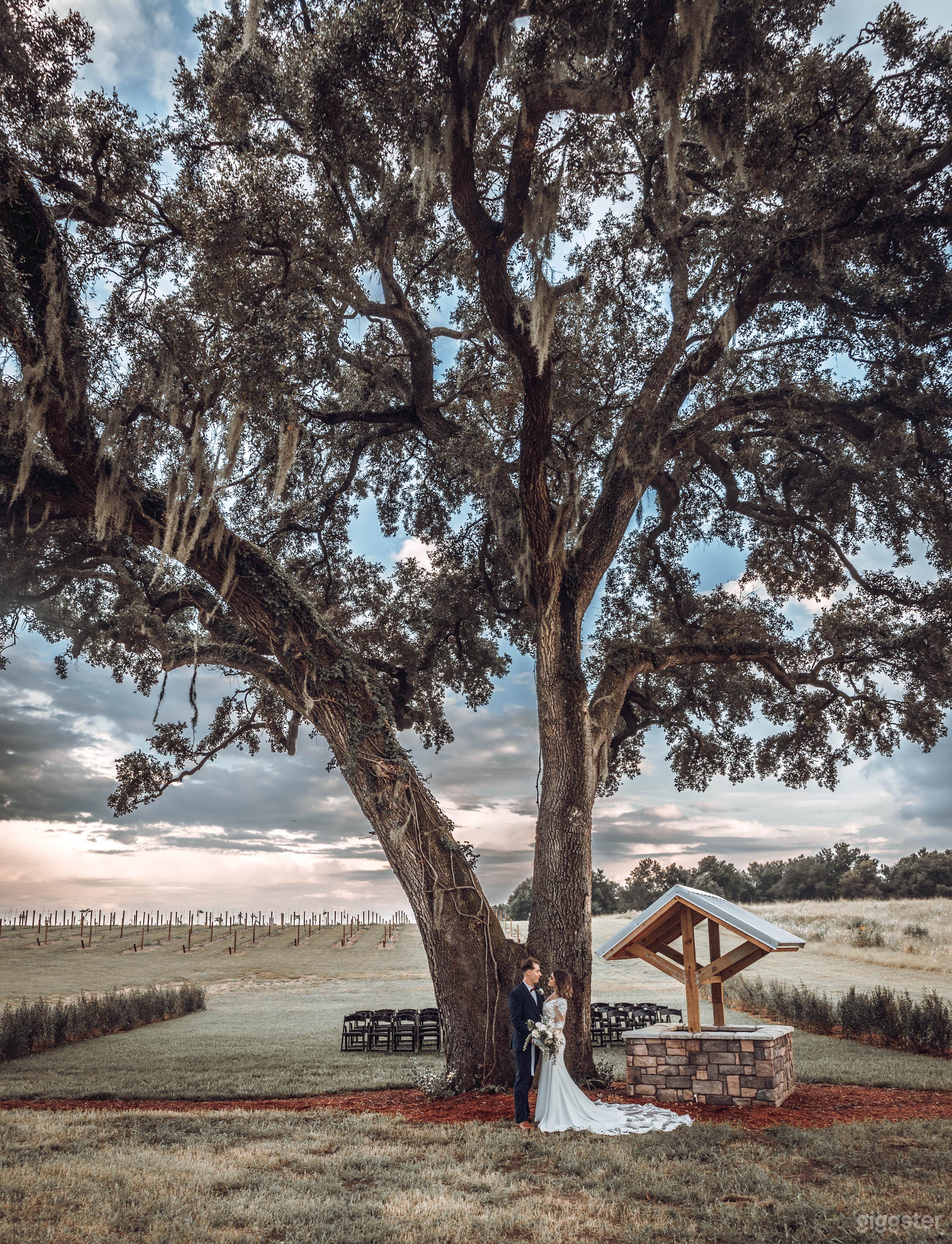 Lakefront Vineyard in the heart of Central Florida Photo 2
