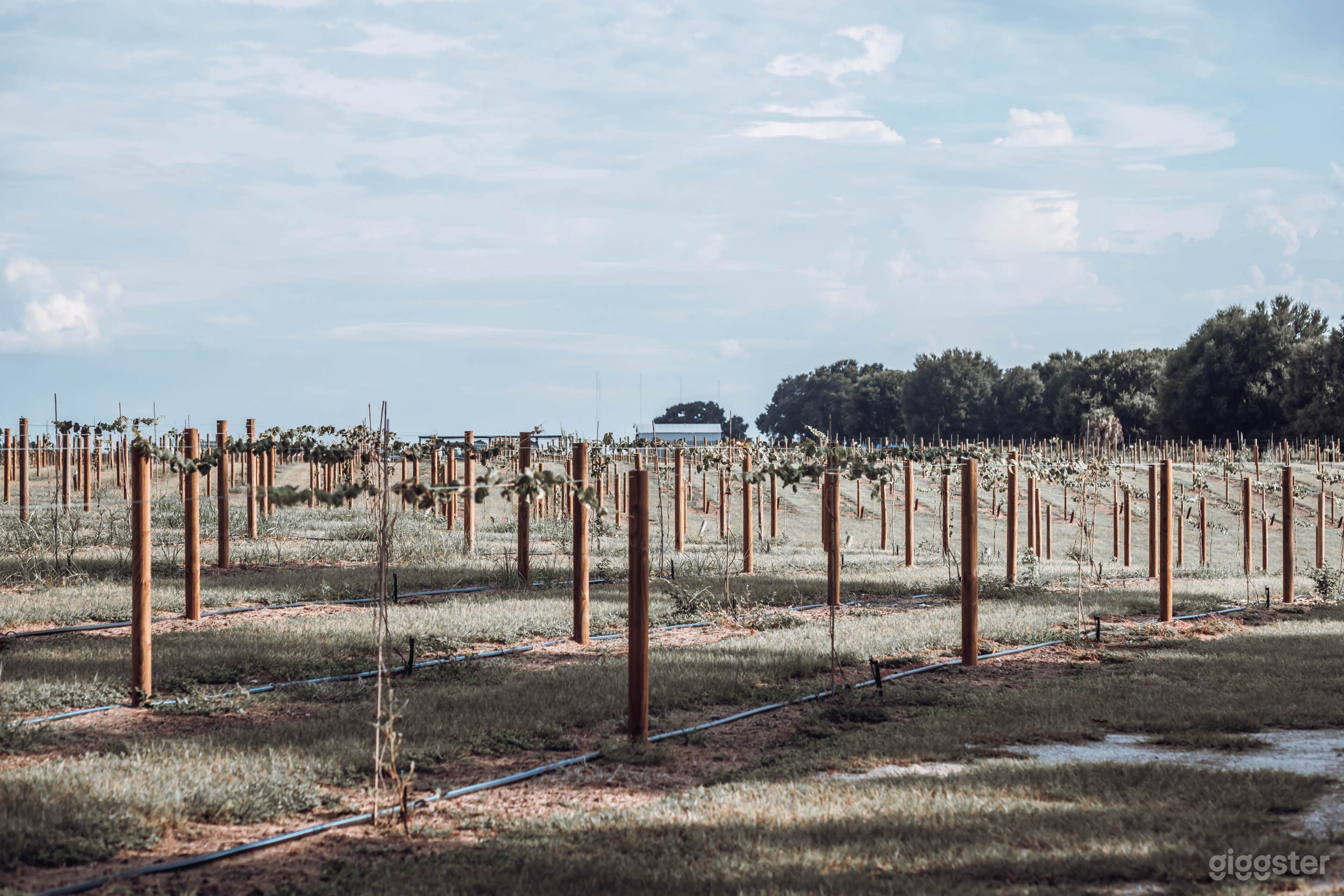 Lakefront Vineyard in the heart of Central Florida Photo 4