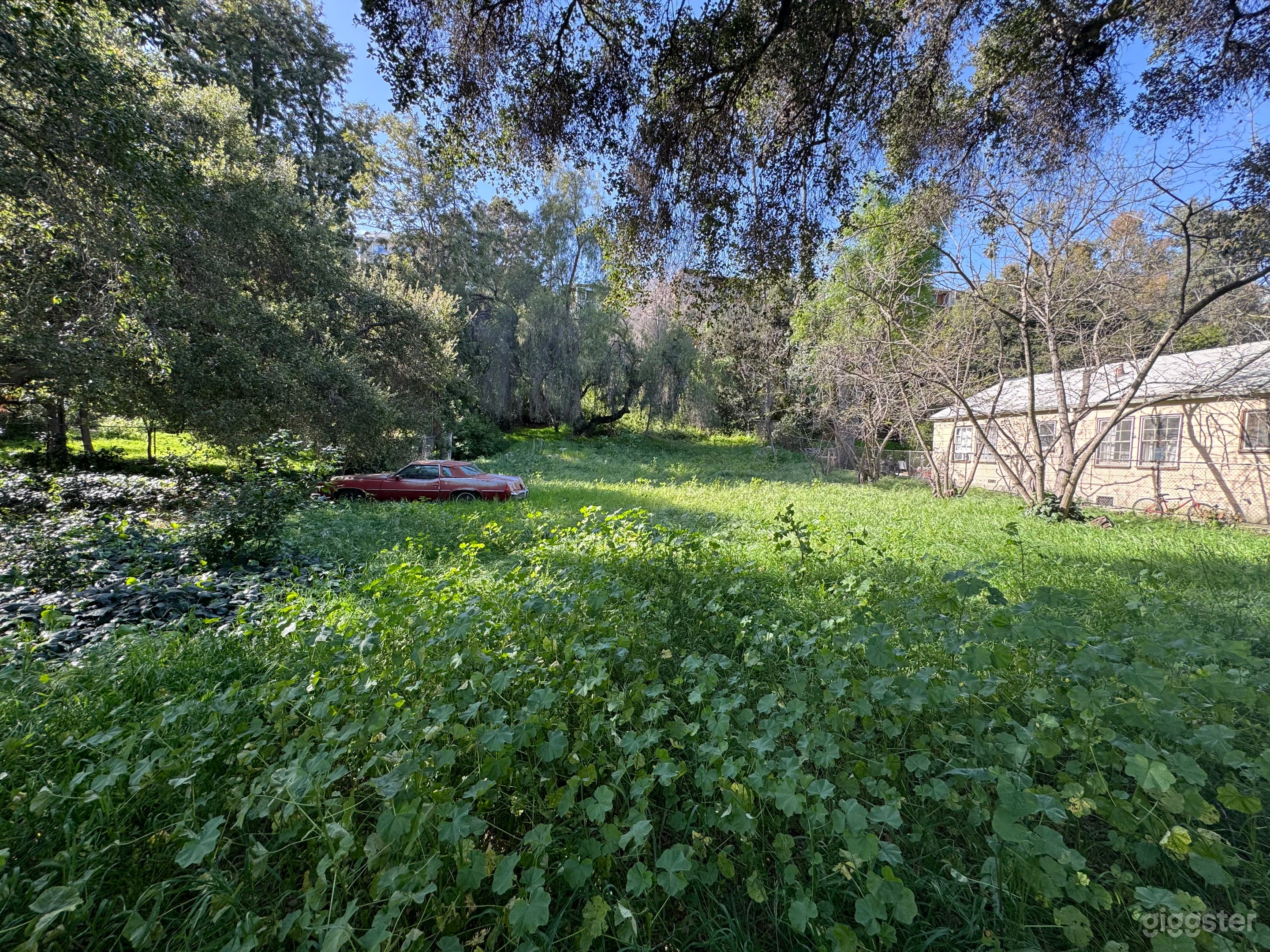 Large Outdoor Green Overgrown Yard w/ Vintage Cars Photo 2