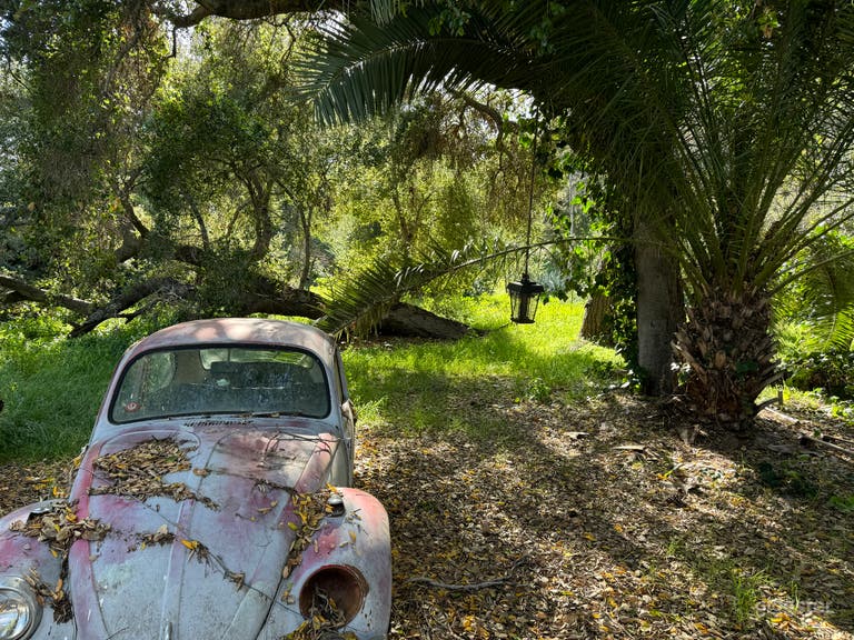  Large Outdoor Green Overgrown Yard w/ Vintage Cars 