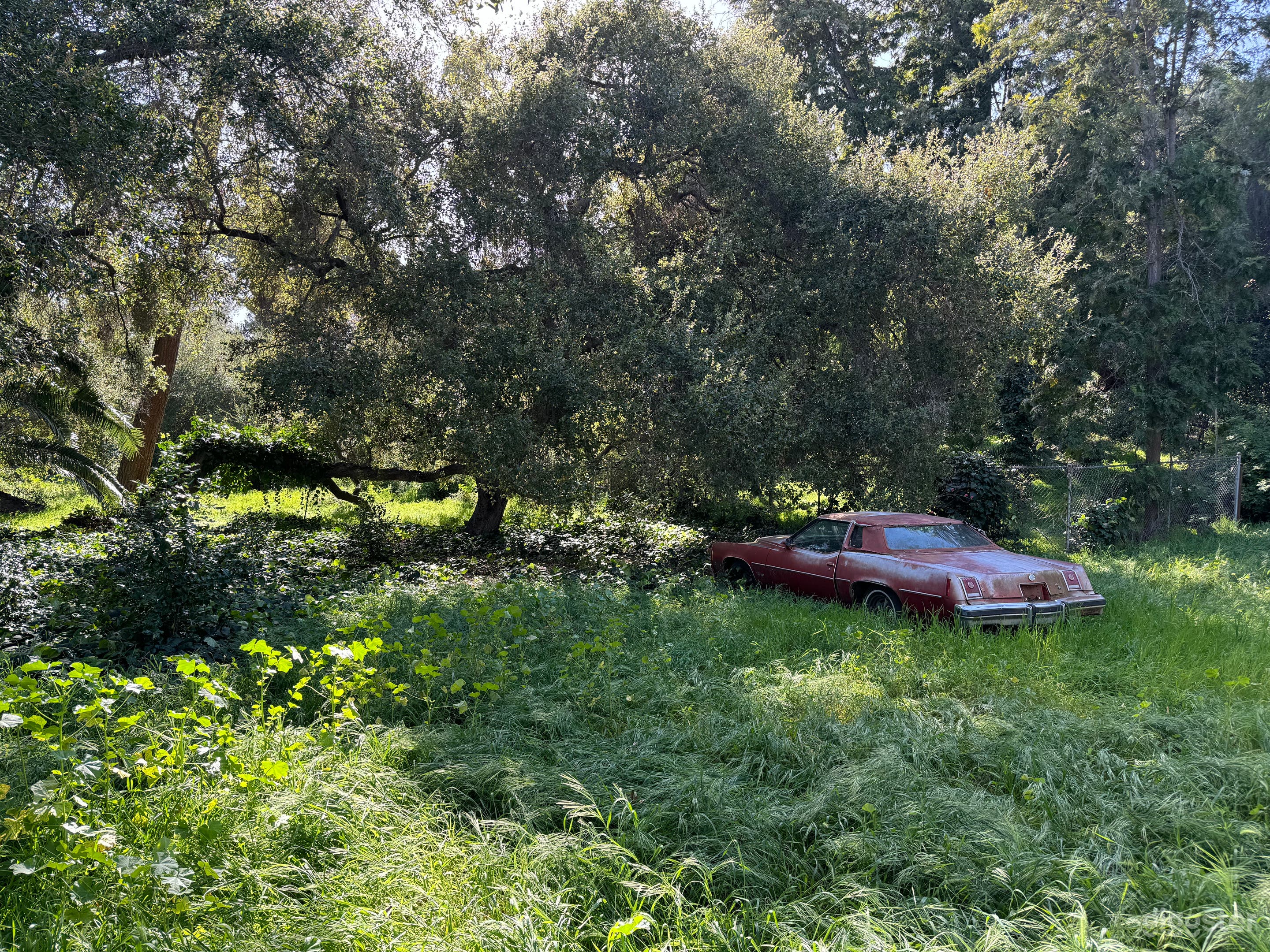 Large Outdoor Green Overgrown Yard w/ Vintage Cars Photo 1