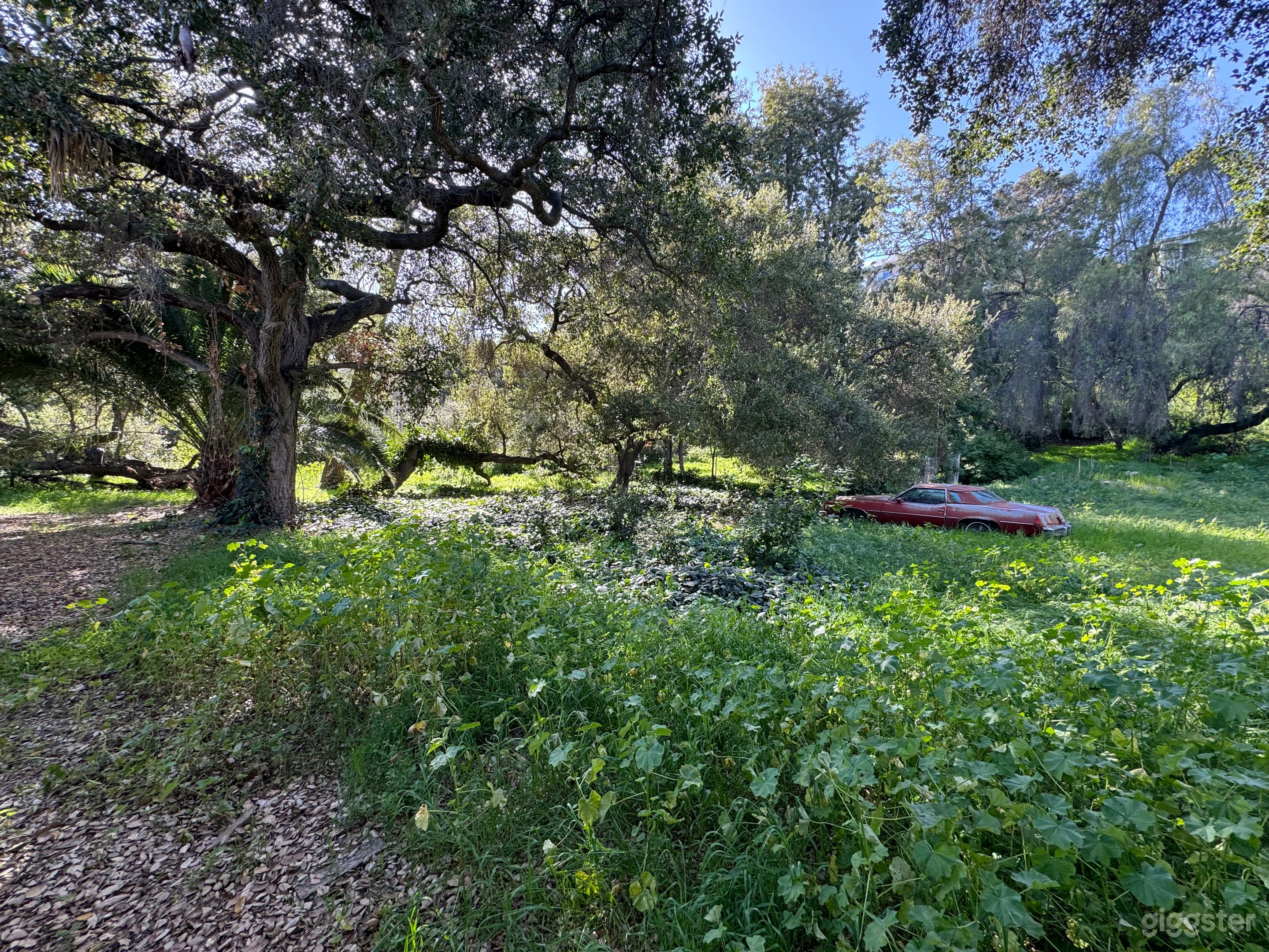 Large Outdoor Green Overgrown Yard w/ Vintage Cars Photo 3