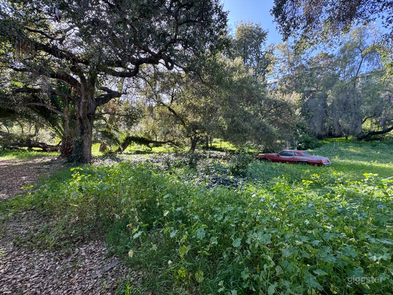  Large Outdoor Green Overgrown Yard w/ Vintage Cars 